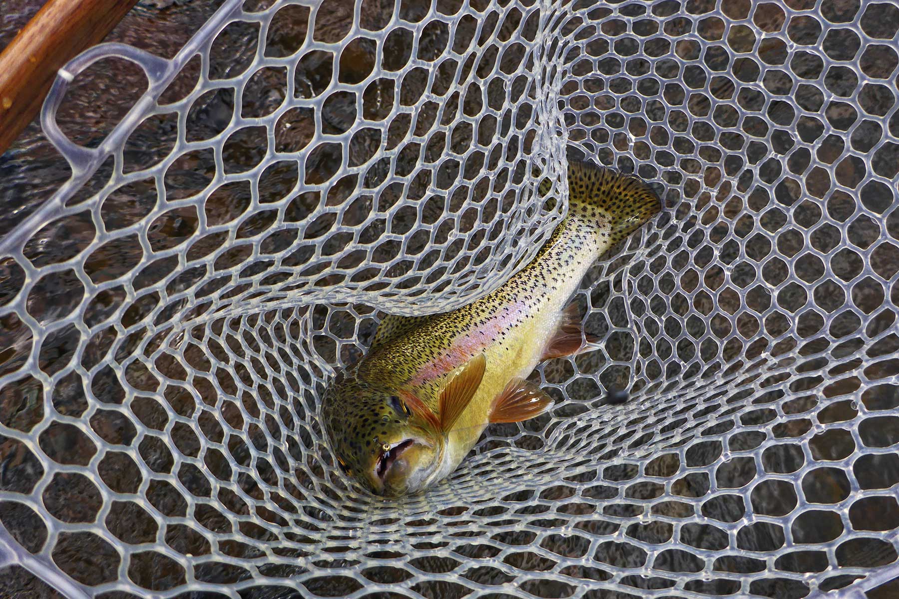 Cascabel property picture 14 of 61