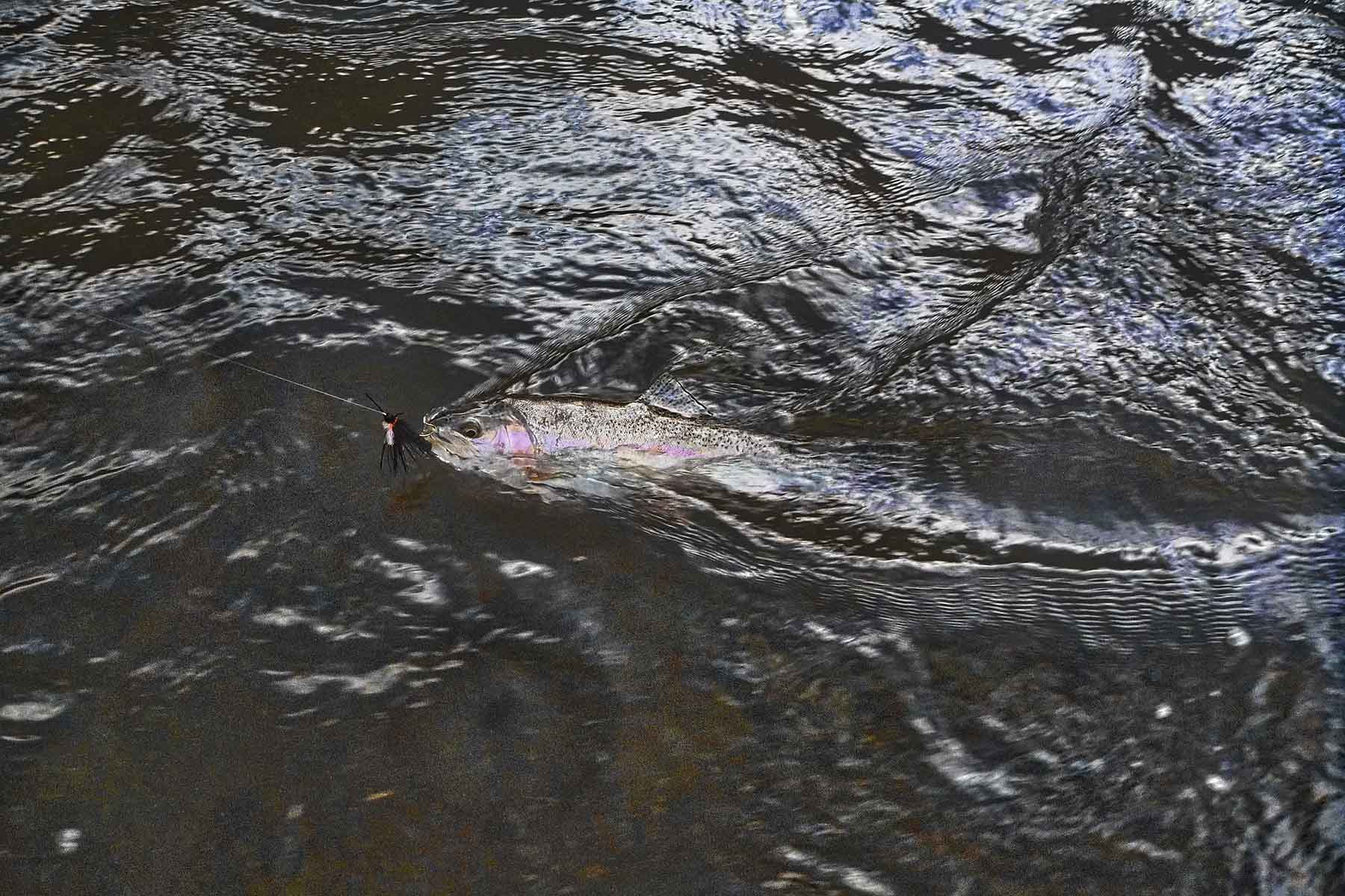 Cascabel property picture 44 of 61