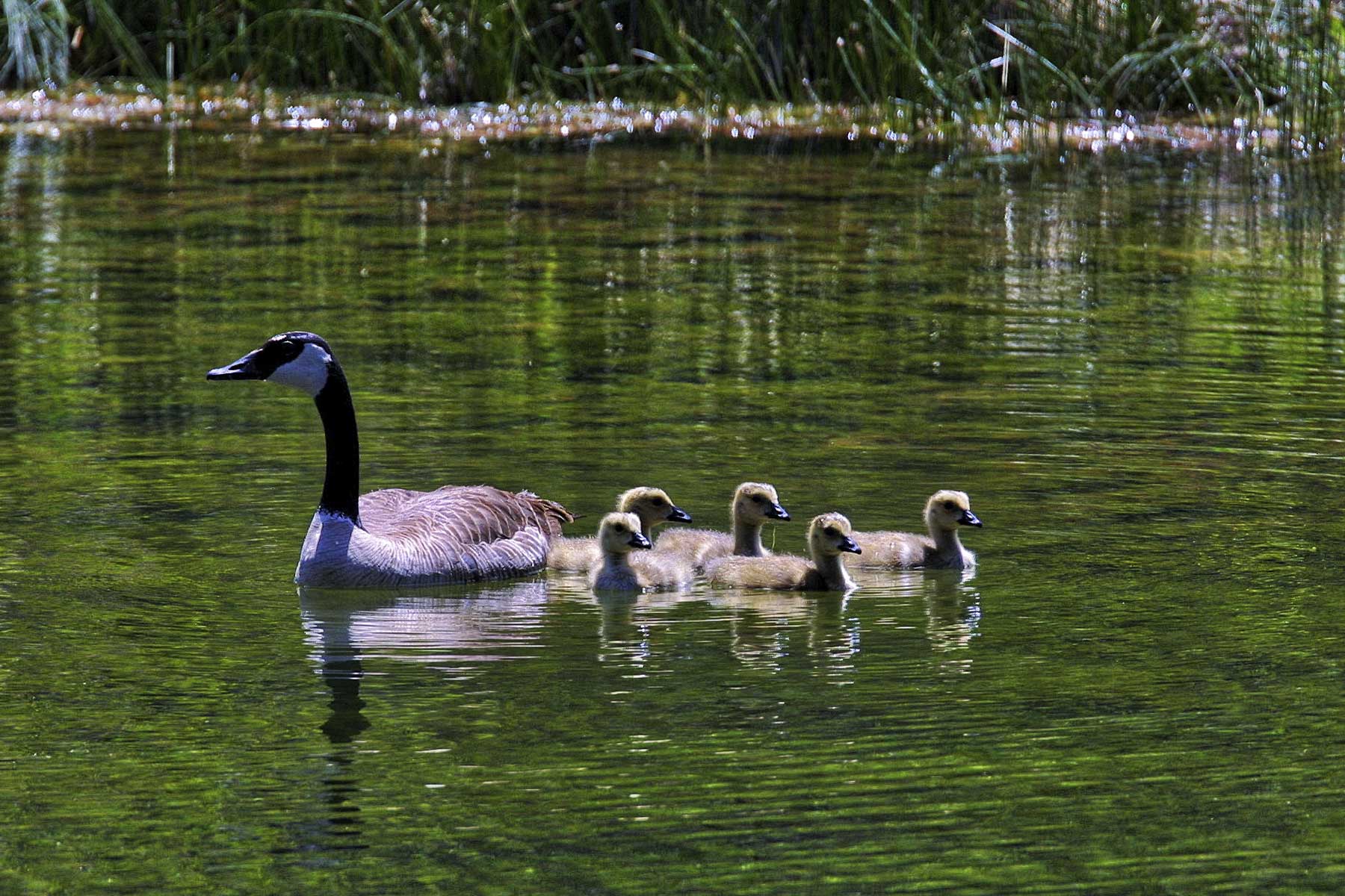 Cascabel property picture 45 of 61