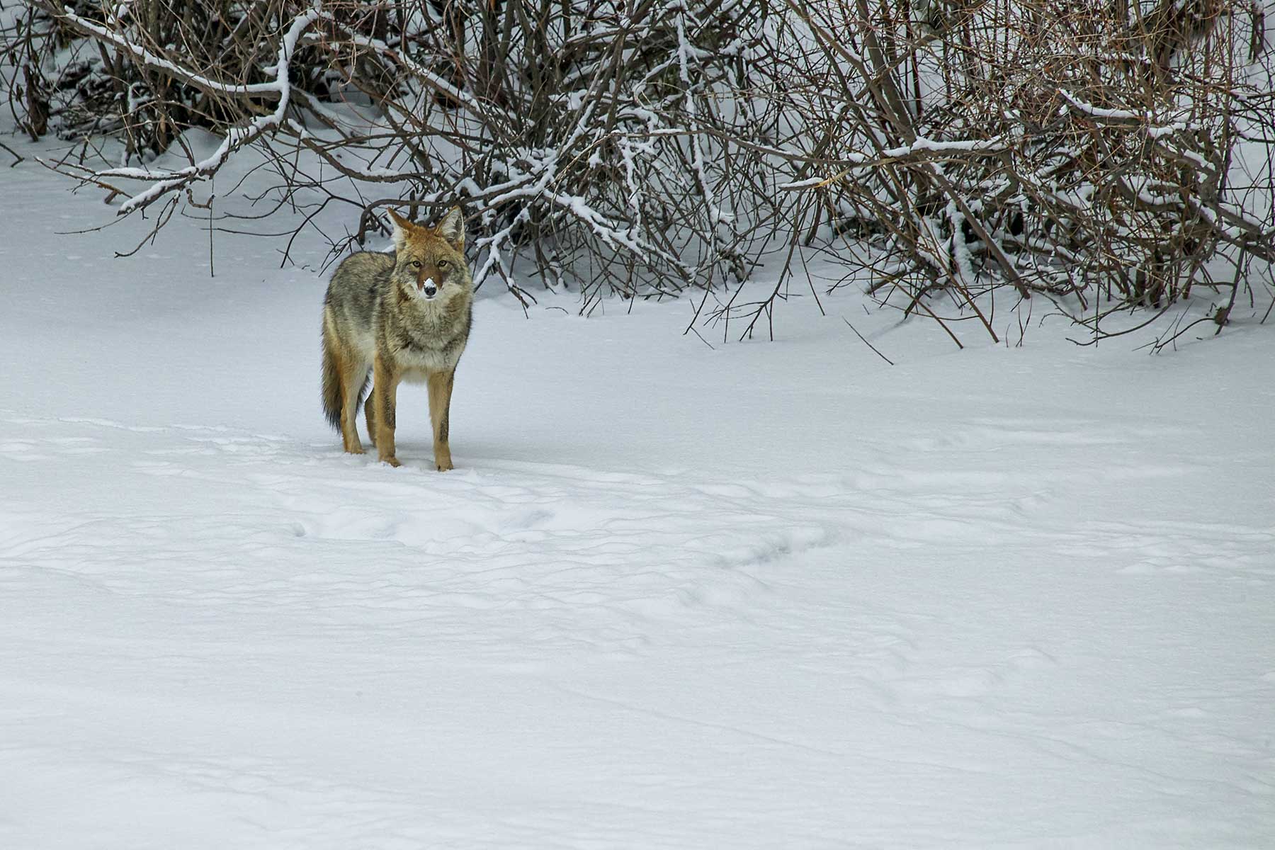Cascabel property picture 48 of 61