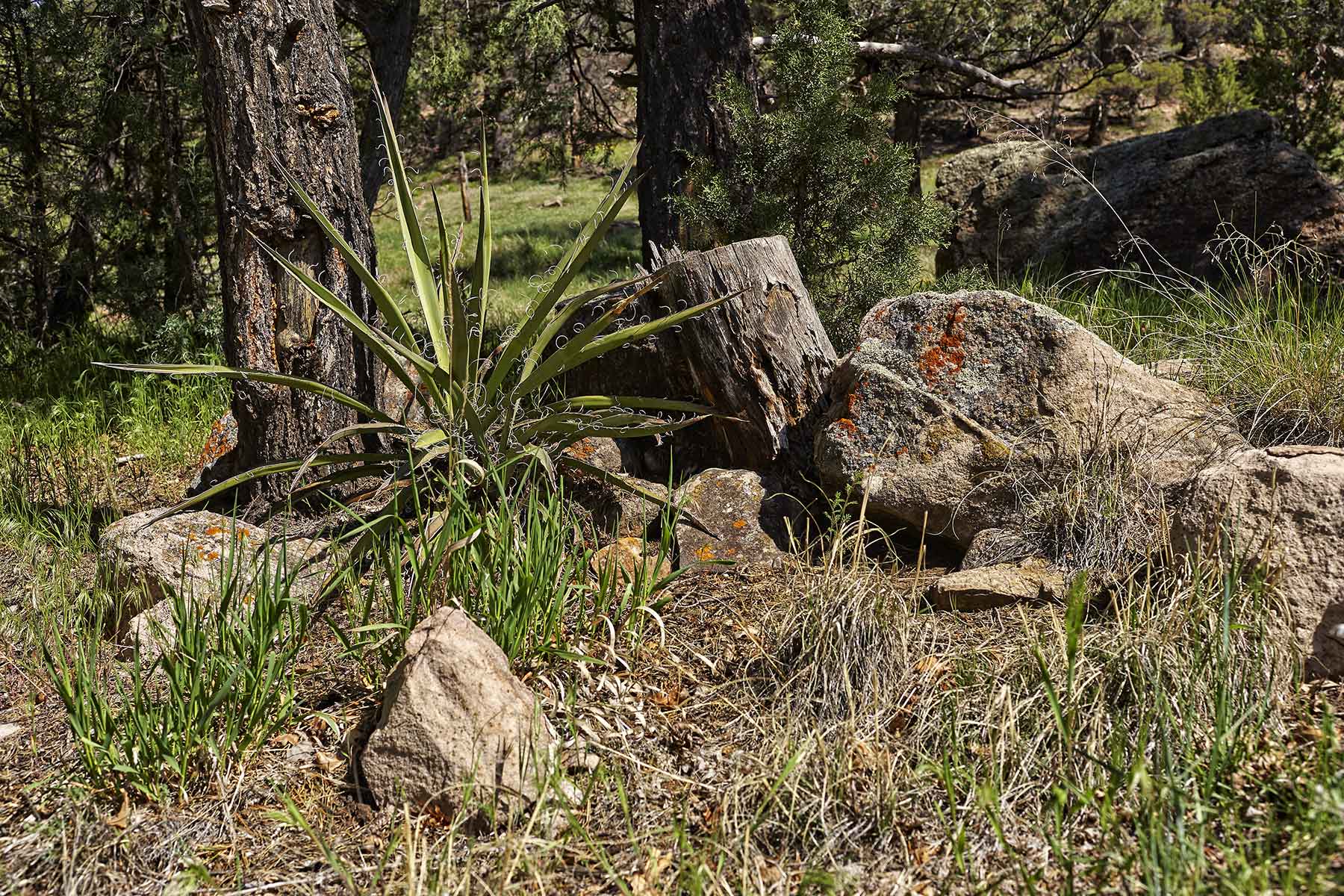 Cascabel property picture 57 of 61