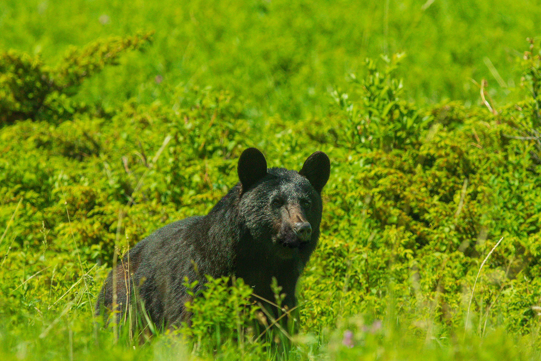Sitka Ranch property picture 90 of 100