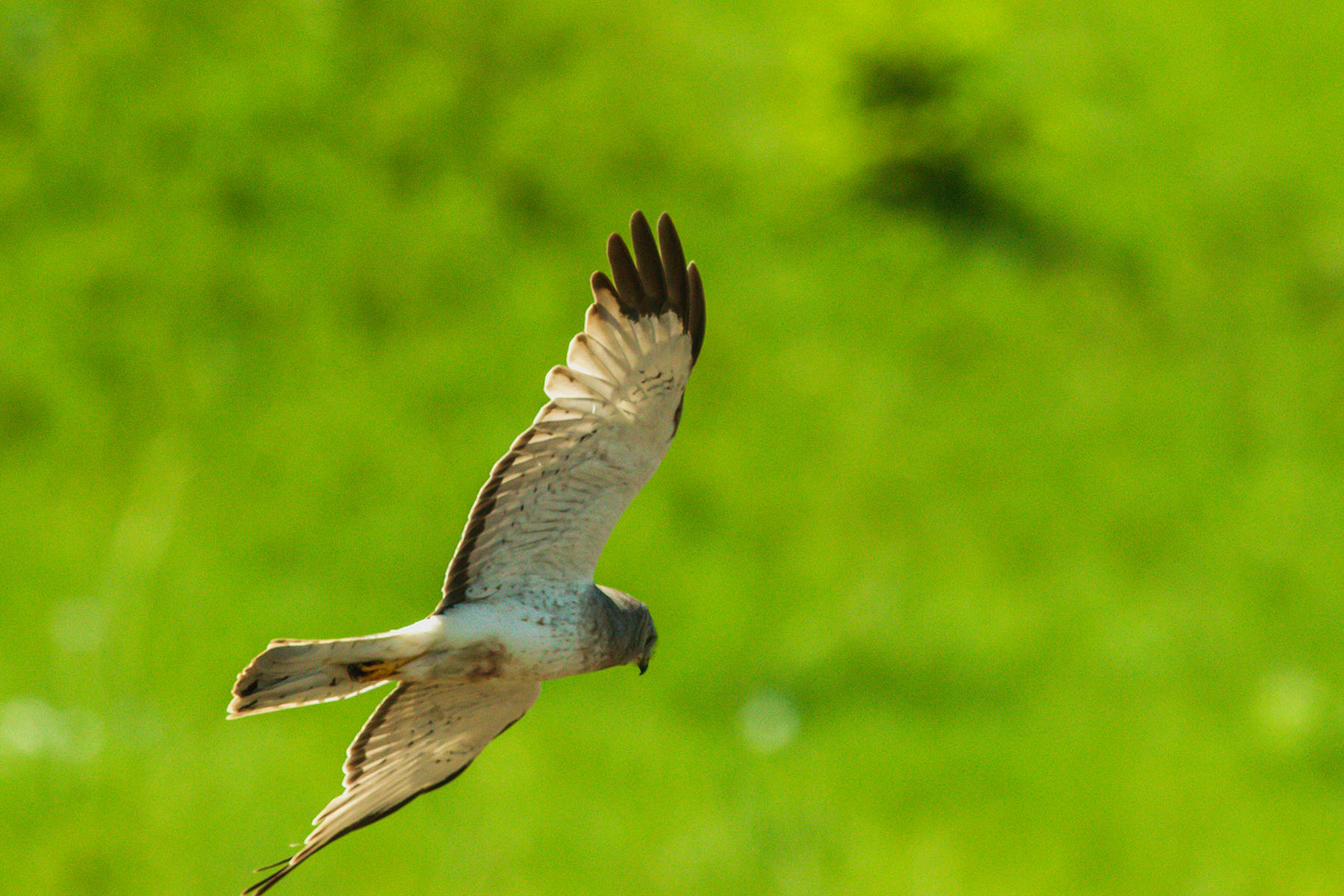 Sitka Ranch property picture 92 of 100