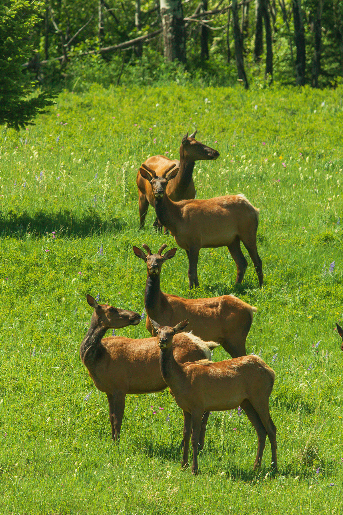 Sitka Ranch property picture 14 of 100