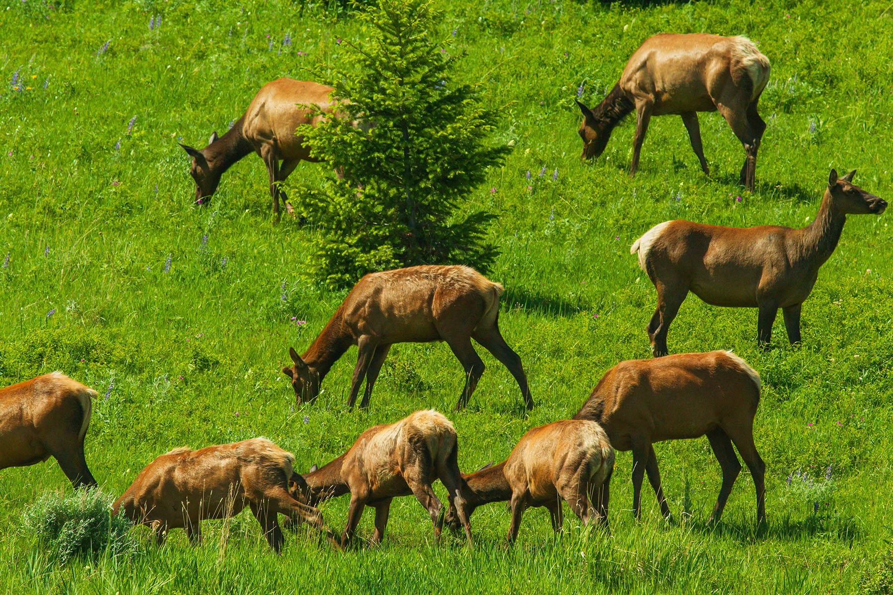 Sitka Ranch property picture 22 of 100