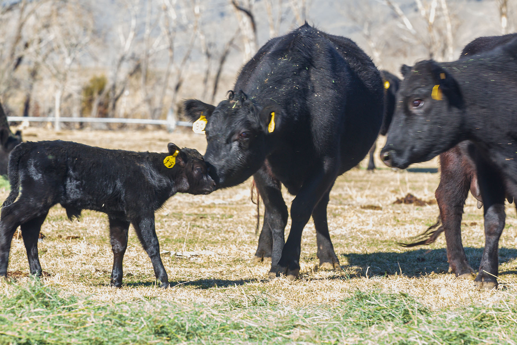 Sitka Ranch property picture 80 of 100