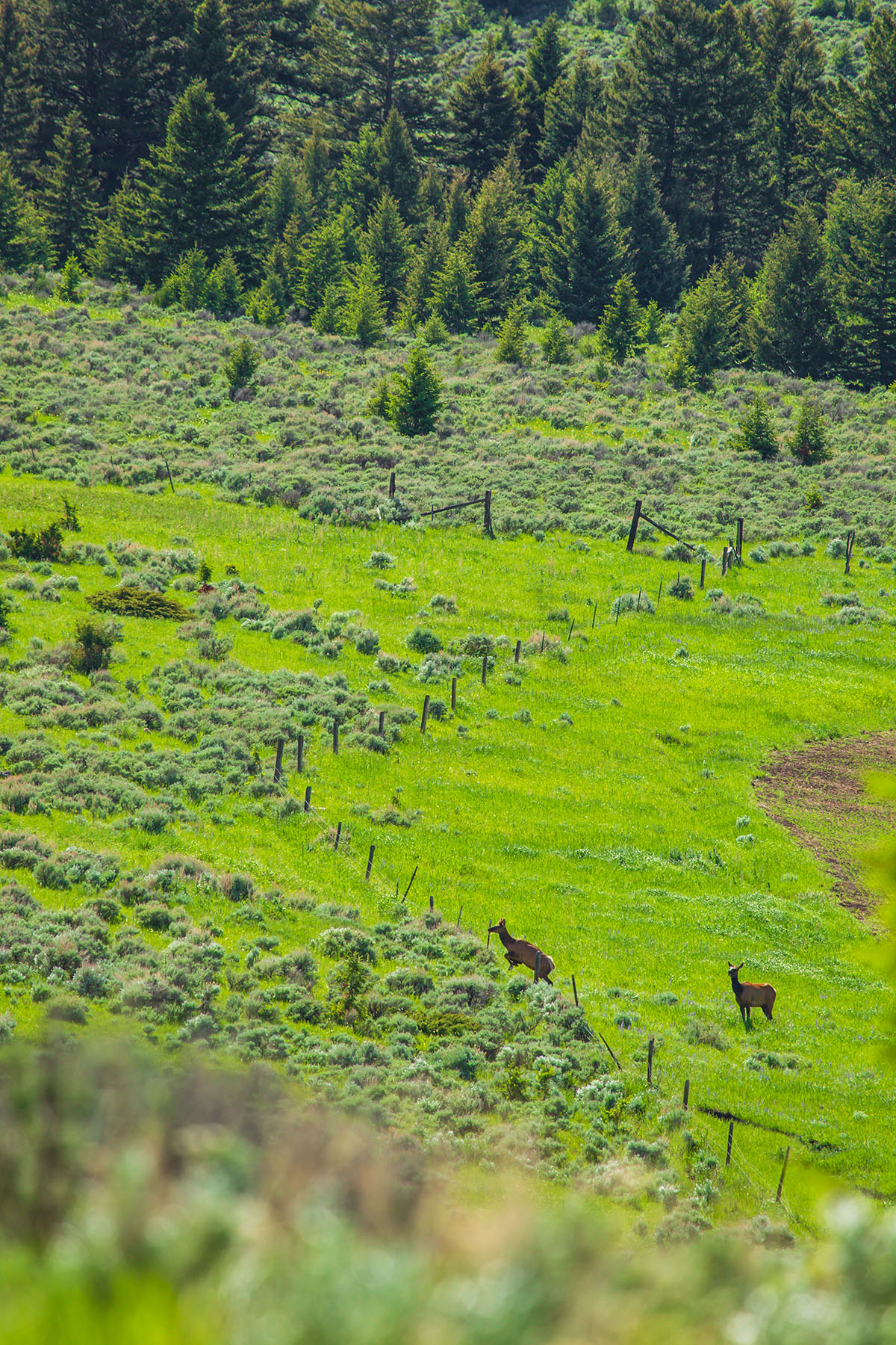 Sitka Ranch property picture 21 of 100