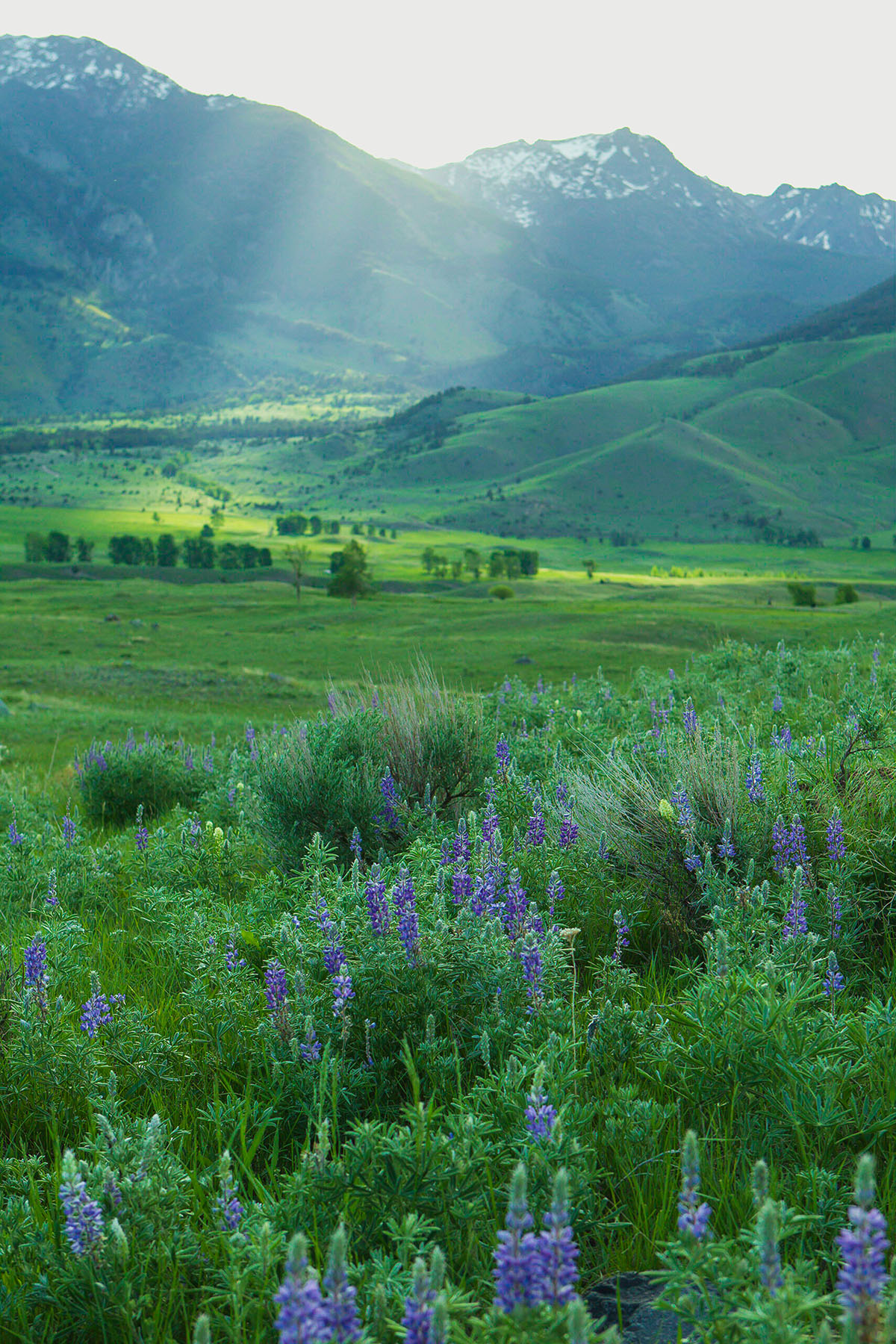 Sitka Ranch property picture 4 of 100