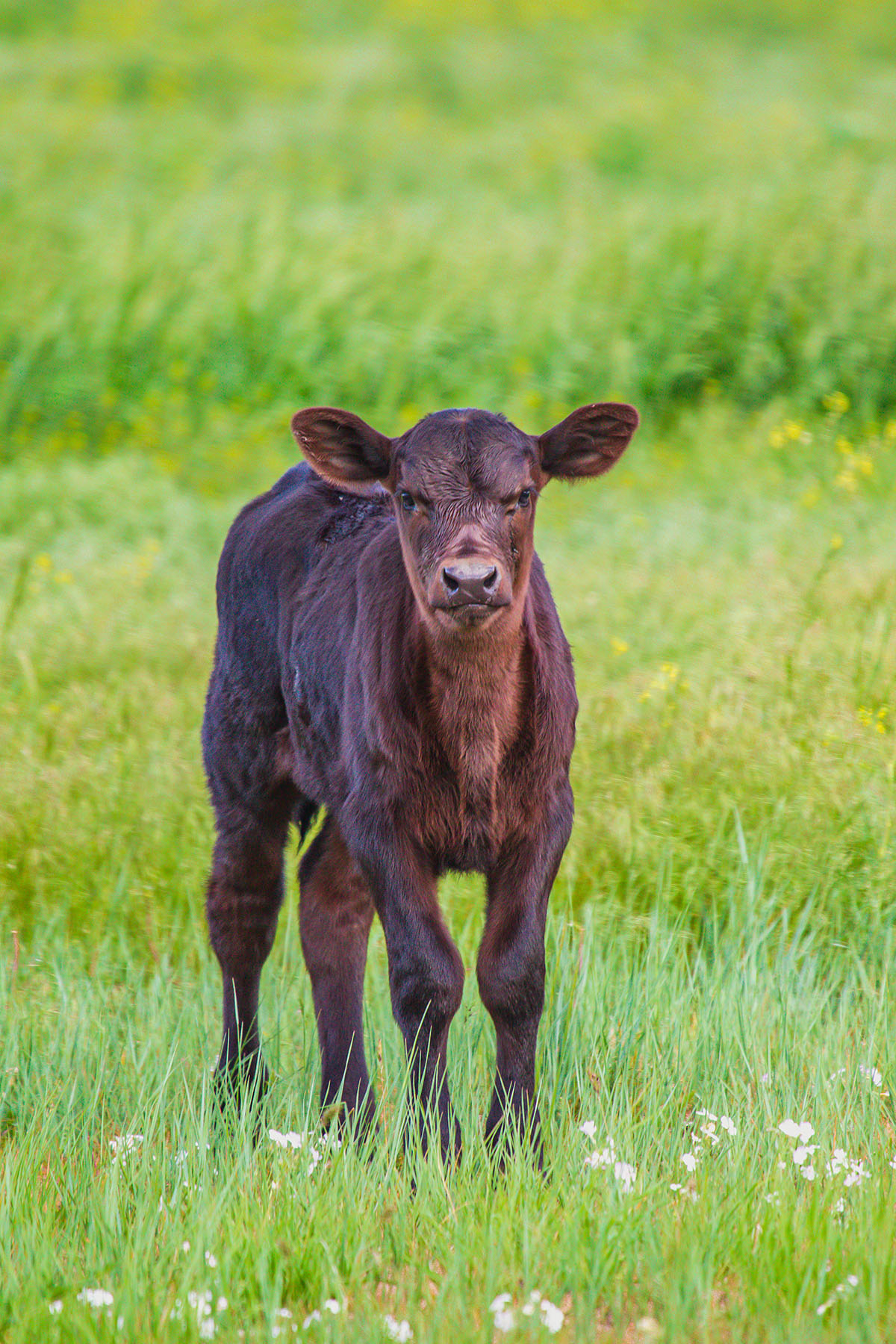 Sitka Ranch property picture 69 of 100