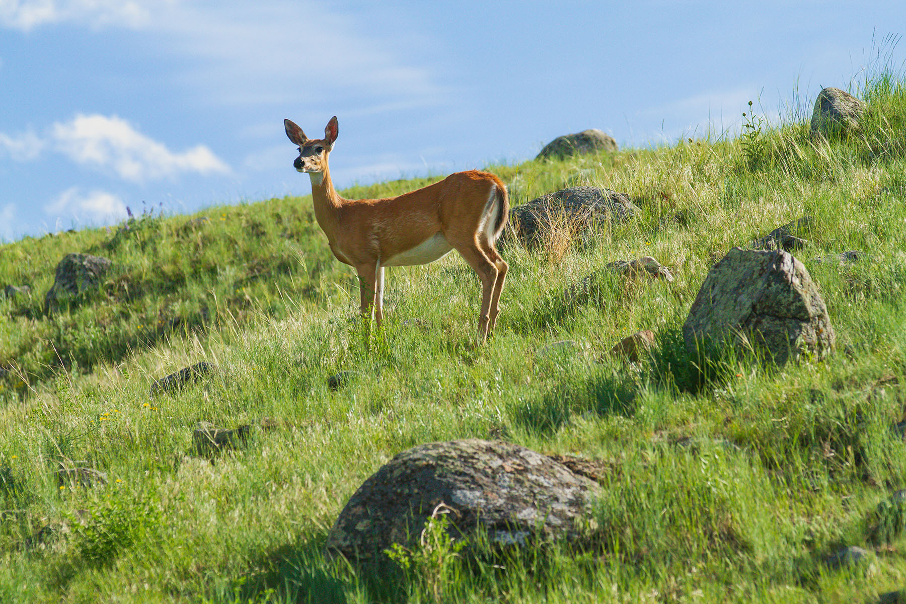 Sitka Ranch property picture 89 of 100