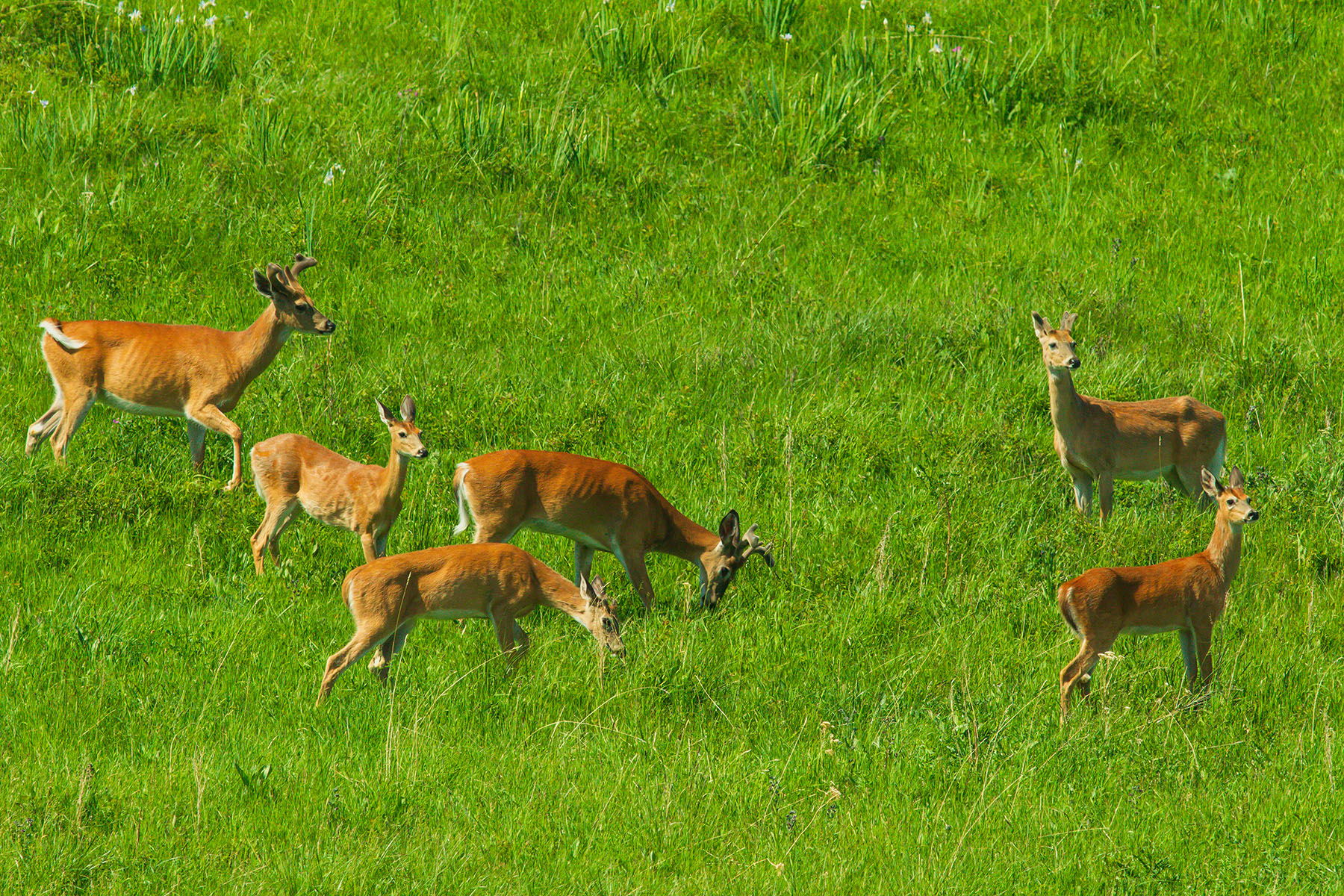 Sitka Ranch property picture 91 of 100