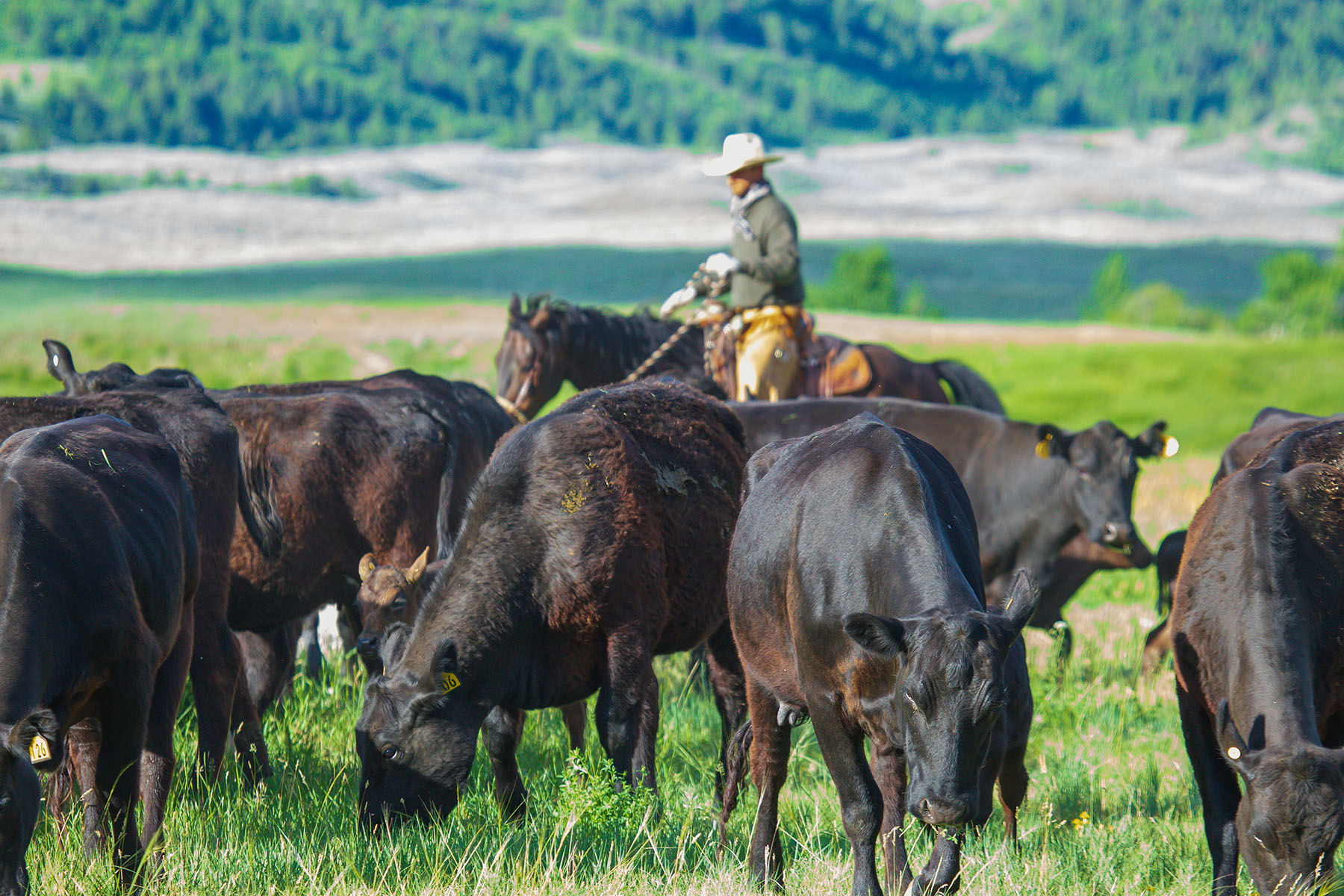 Sitka Ranch property picture 78 of 100