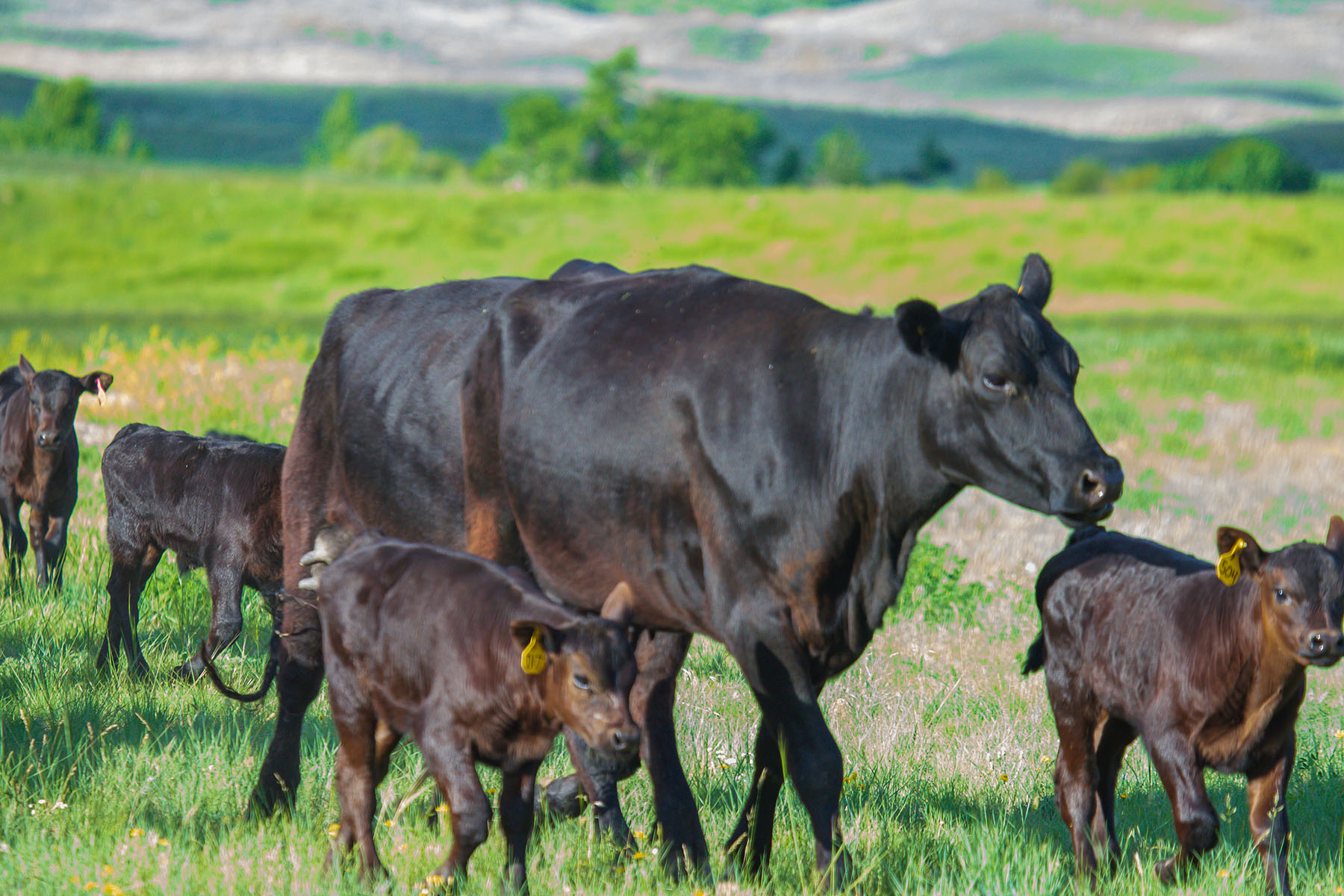 Sitka Ranch property picture 20 of 100