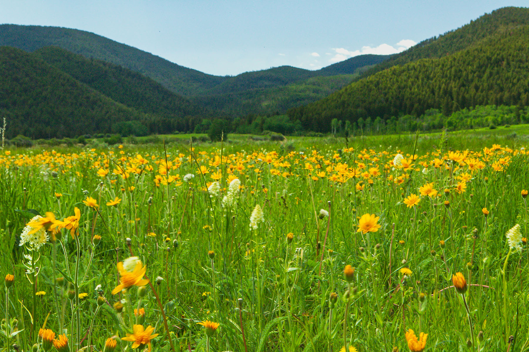 Sitka Ranch property picture 86 of 100