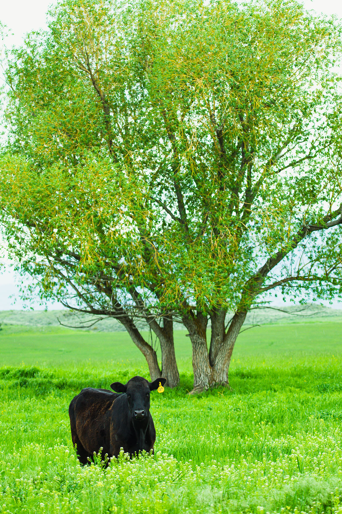 Sitka Ranch property picture 66 of 100