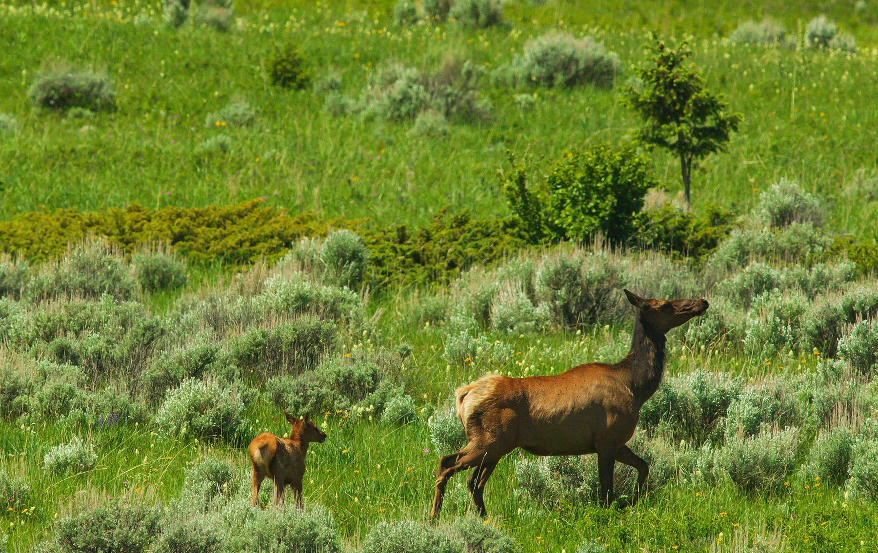 Sitka Ranch property picture 88 of 100