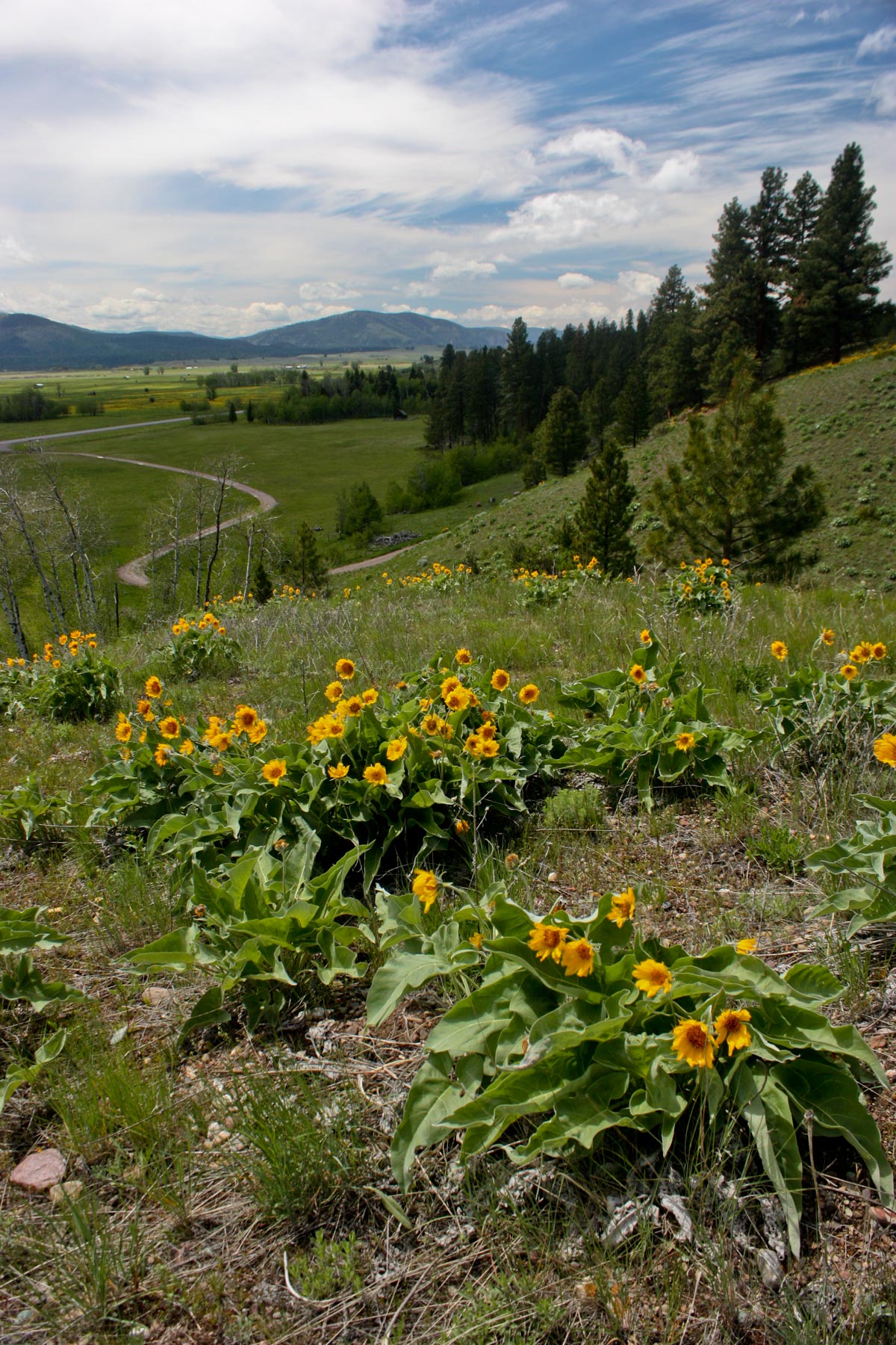 Ovando Mountain Ranch property picture 28 of 39