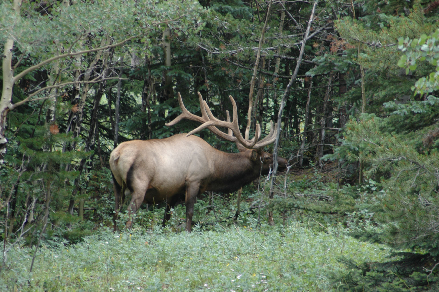 Ovando Mountain Ranch property picture 3 of 39
