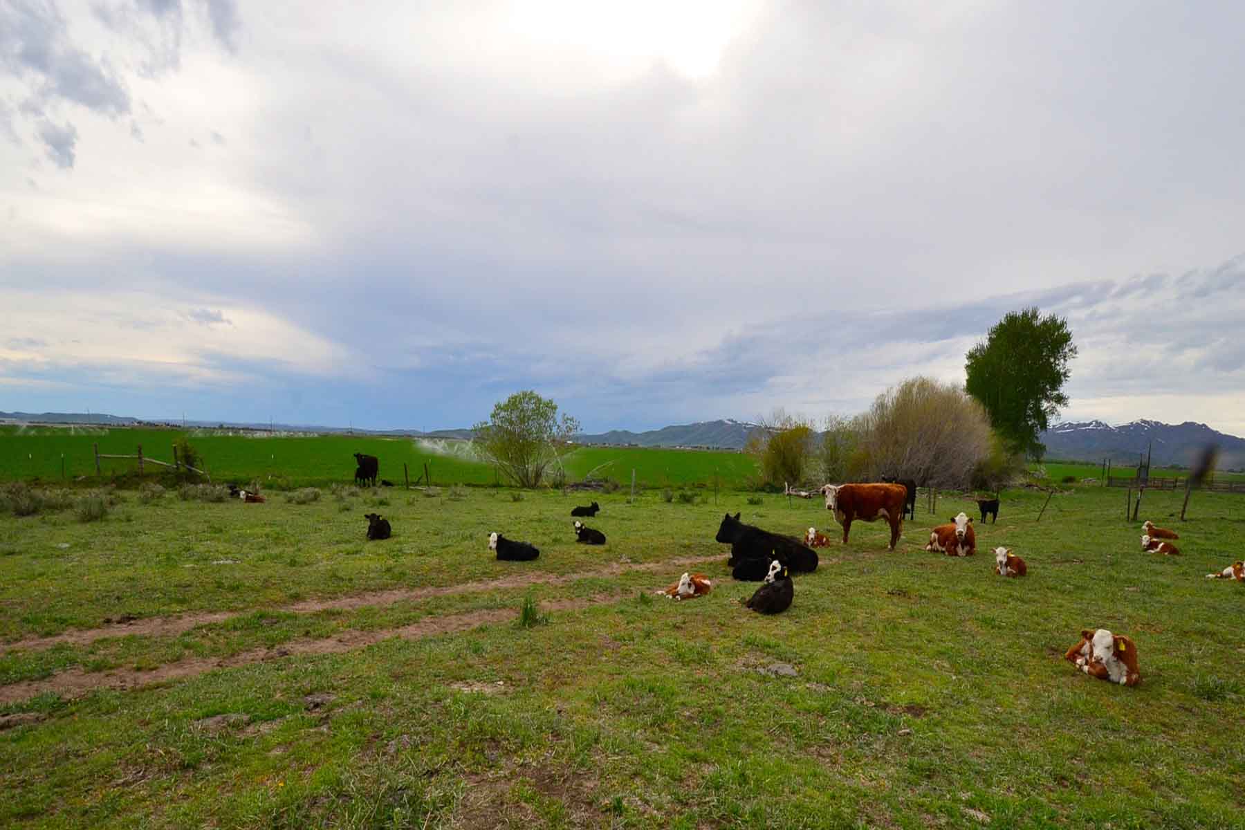 Cove Ranch property picture 28 of 57