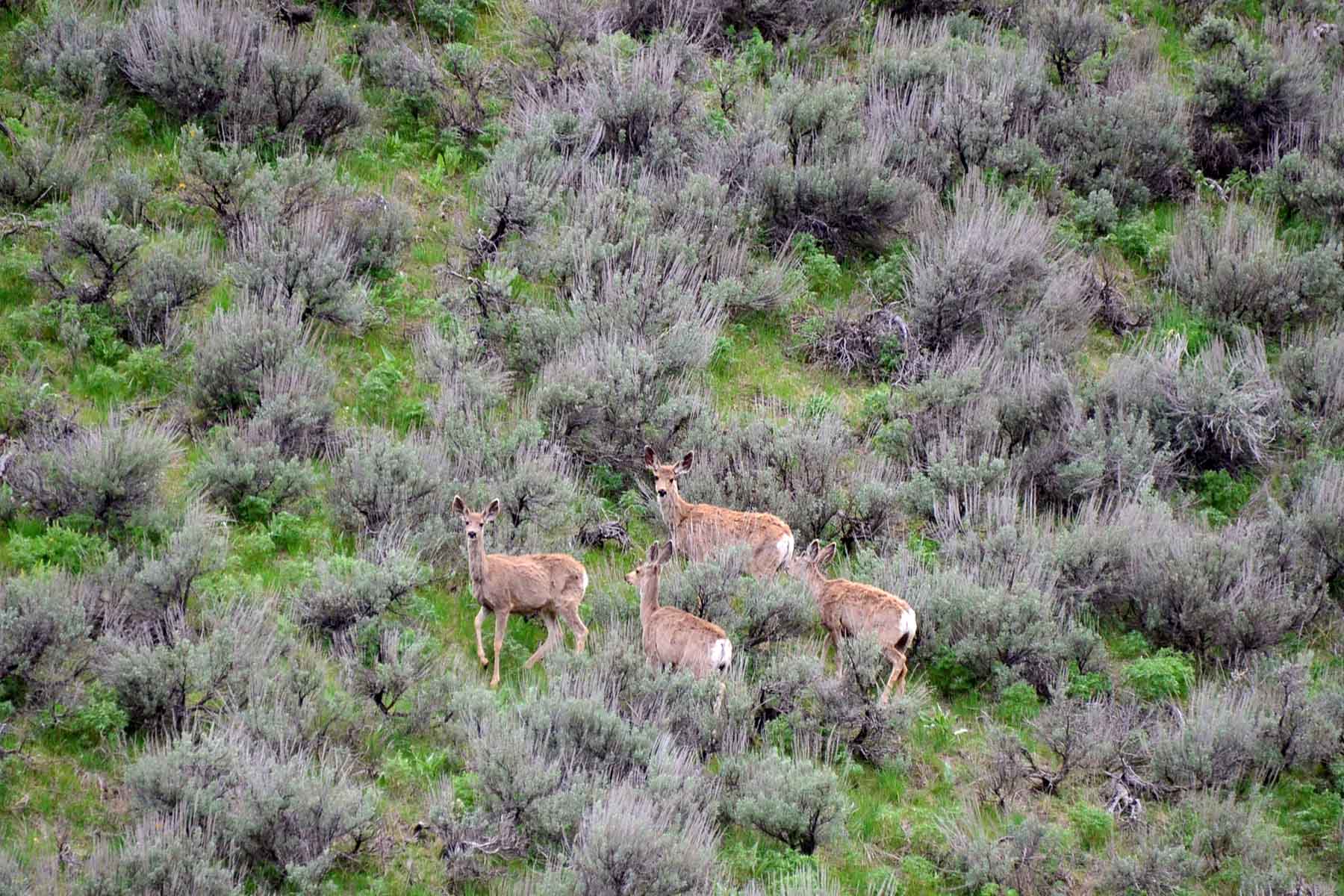 Cove Ranch property picture 49 of 57