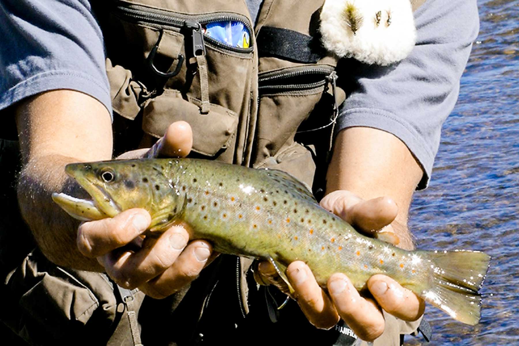 Tarryall Notch Ranch property picture 30 of 71