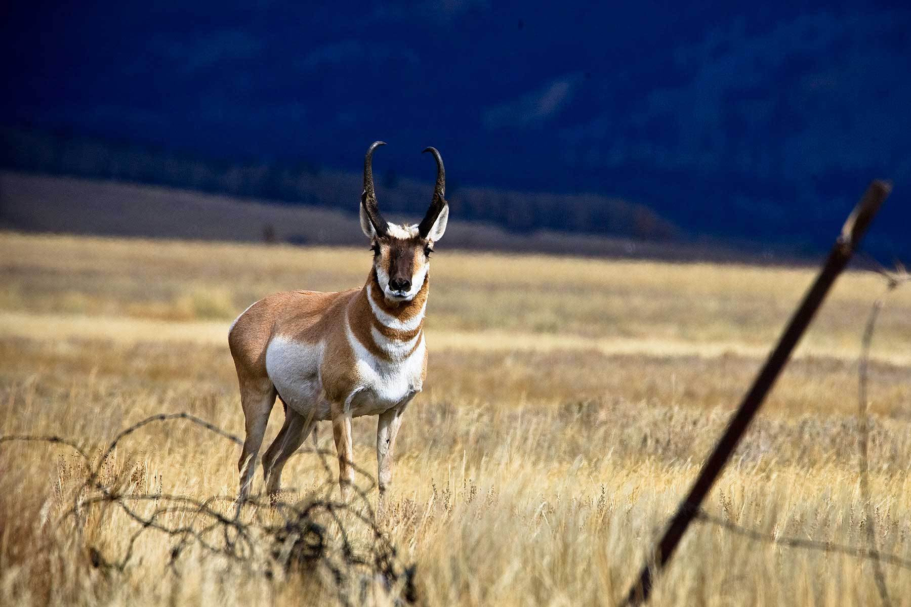 Tarryall Notch Ranch property picture 28 of 71
