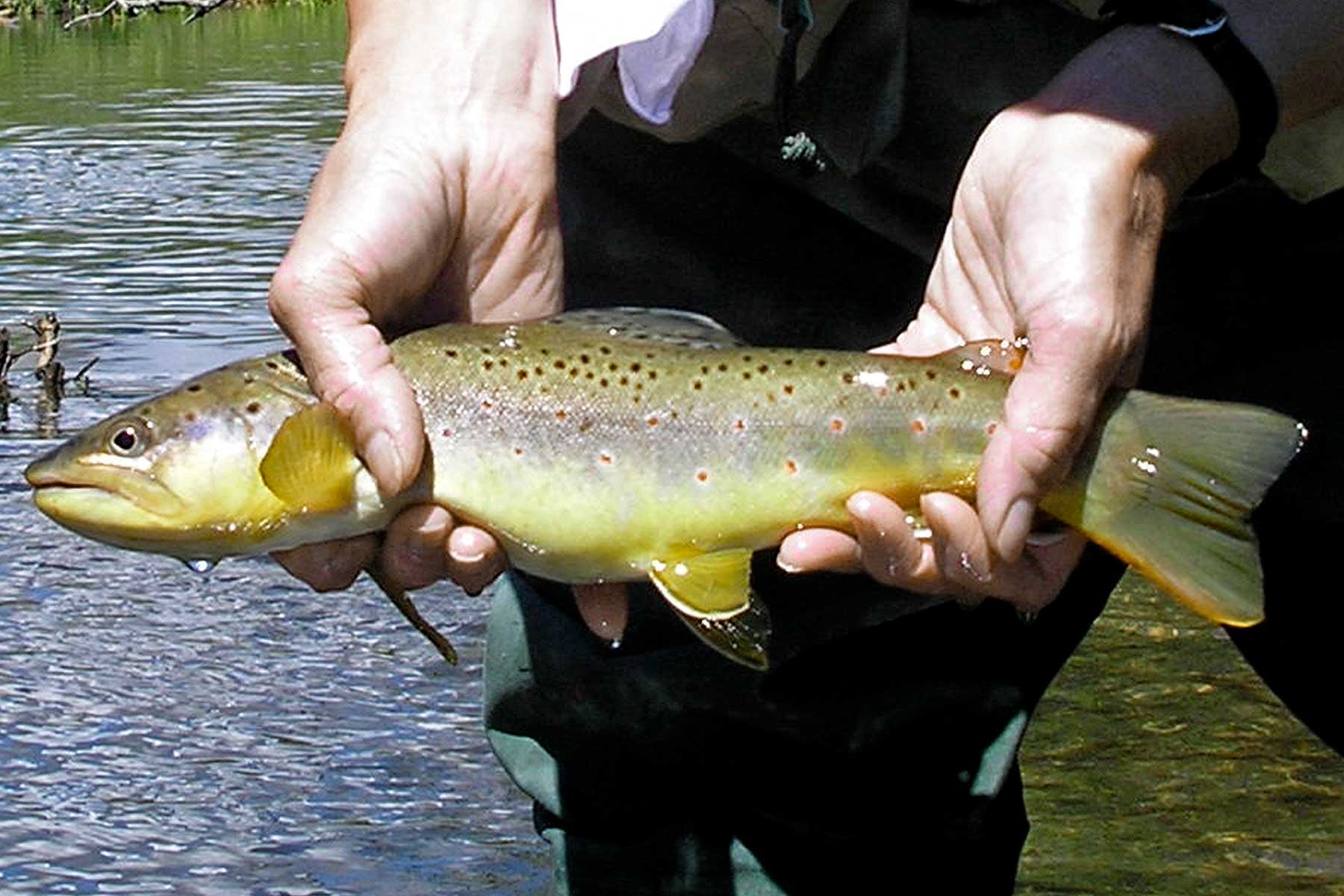 Tarryall Notch Ranch property picture 27 of 71