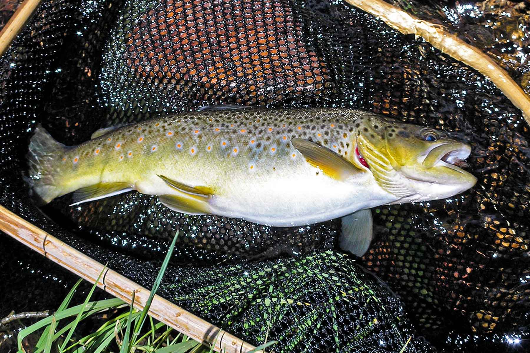 Tarryall Notch Ranch property picture 26 of 71