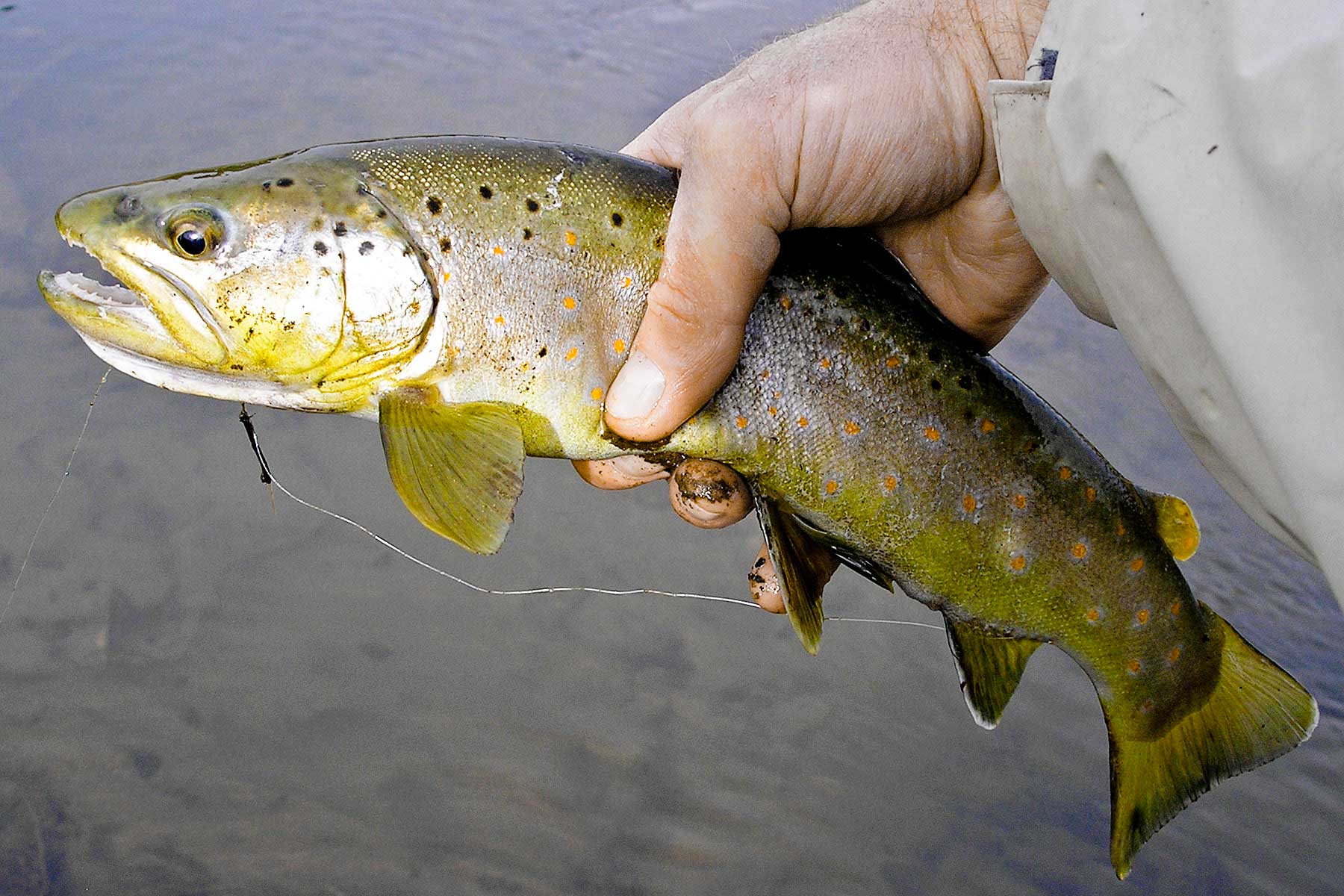 Tarryall Notch Ranch property picture 25 of 71