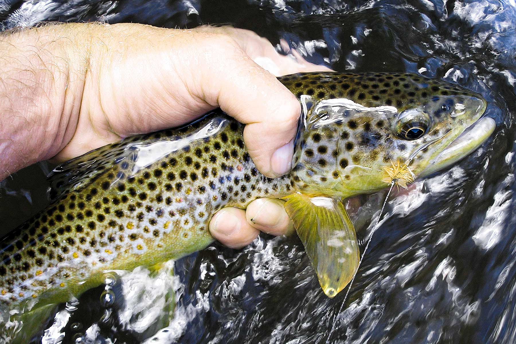 Tarryall Notch Ranch property picture 24 of 71