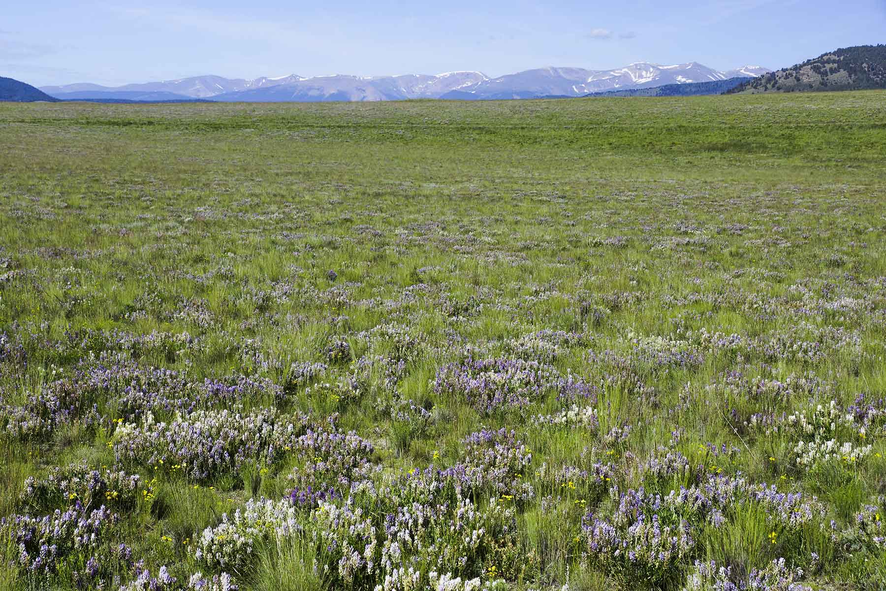 Tarryall Notch Ranch property picture 57 of 71