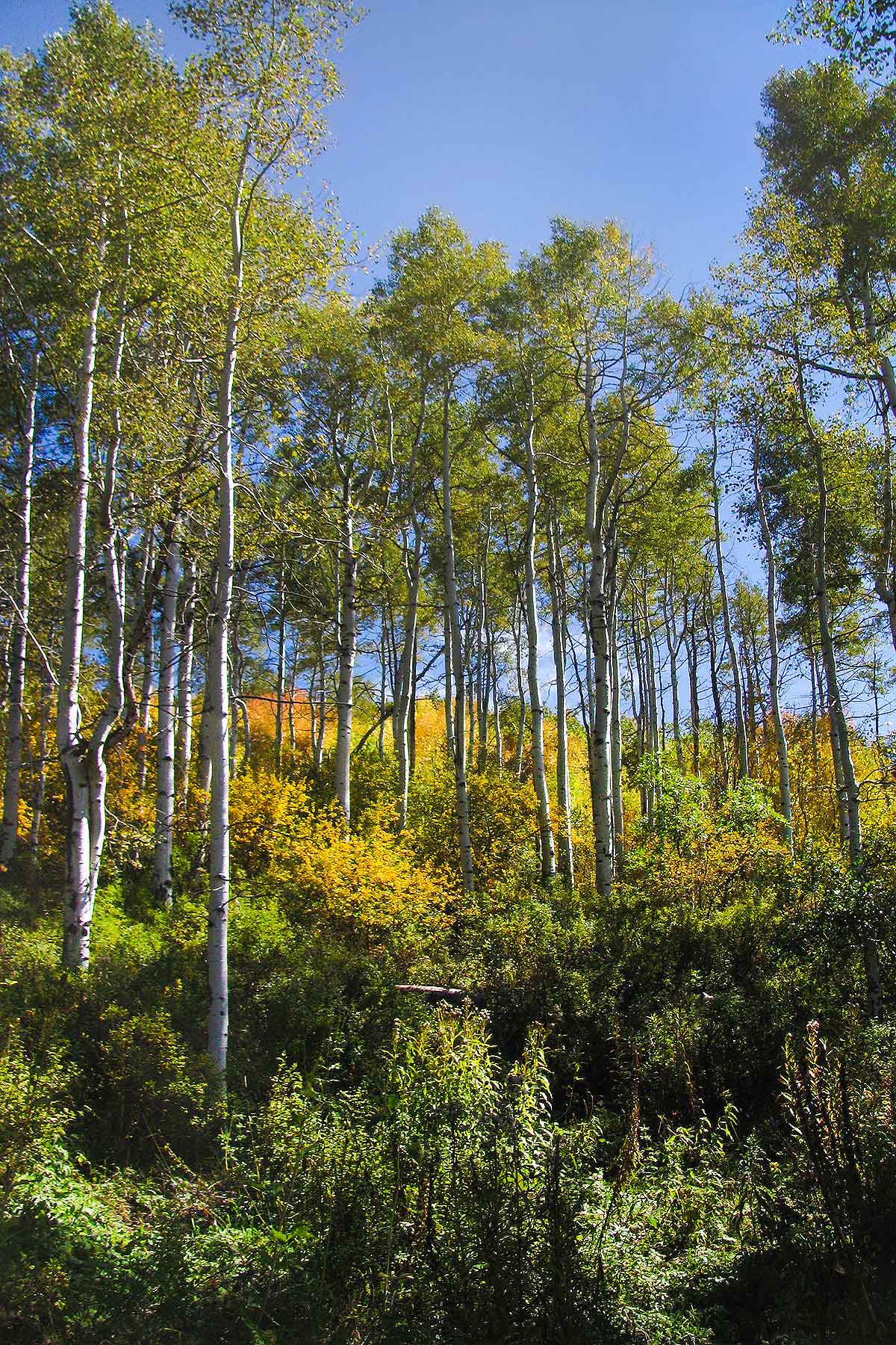 Slate Creek Ranch property picture 14 of 64