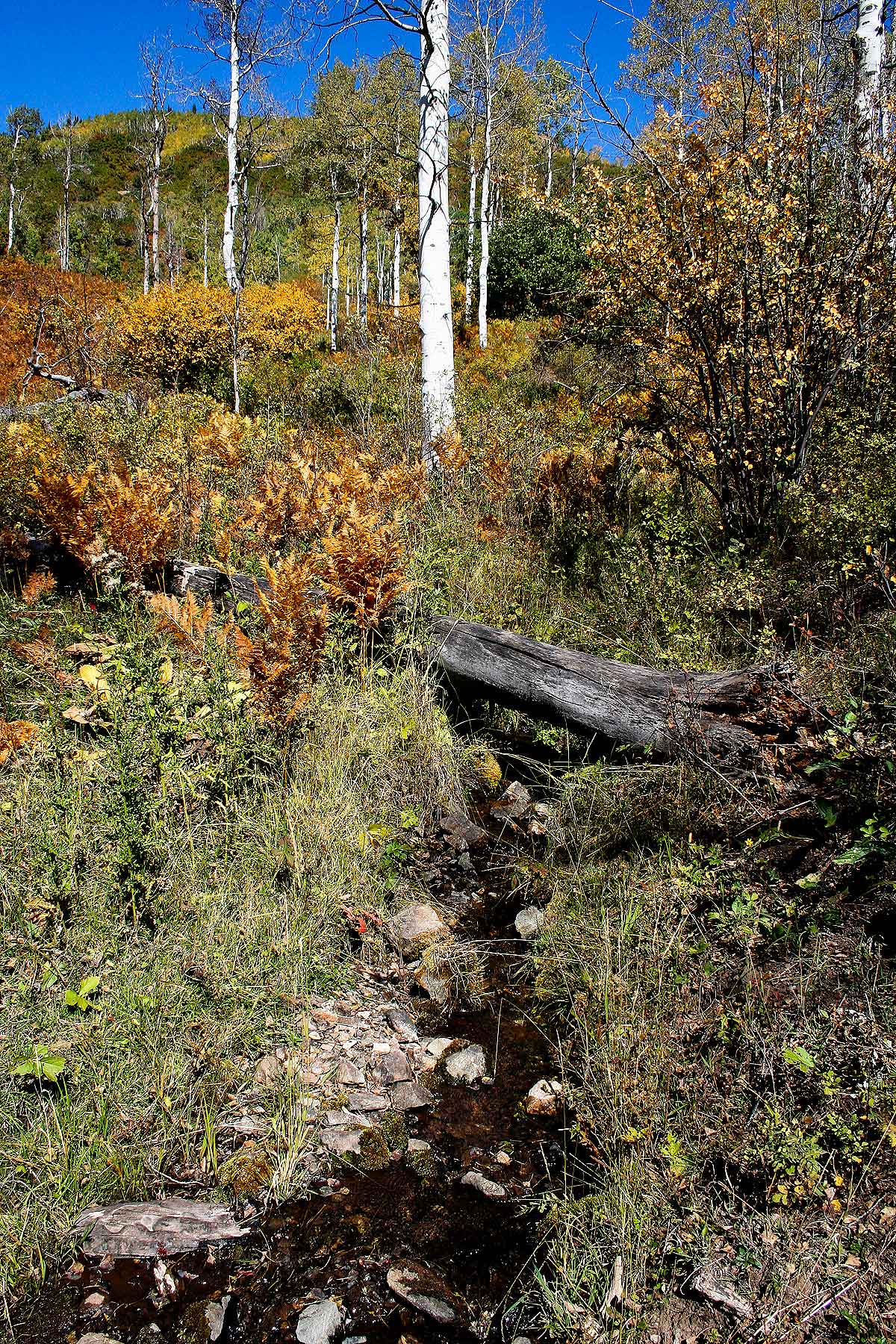 Slate Creek Ranch property picture 49 of 64