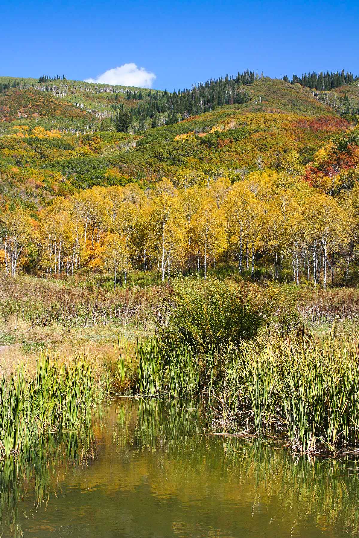 Slate Creek Ranch property picture 47 of 64