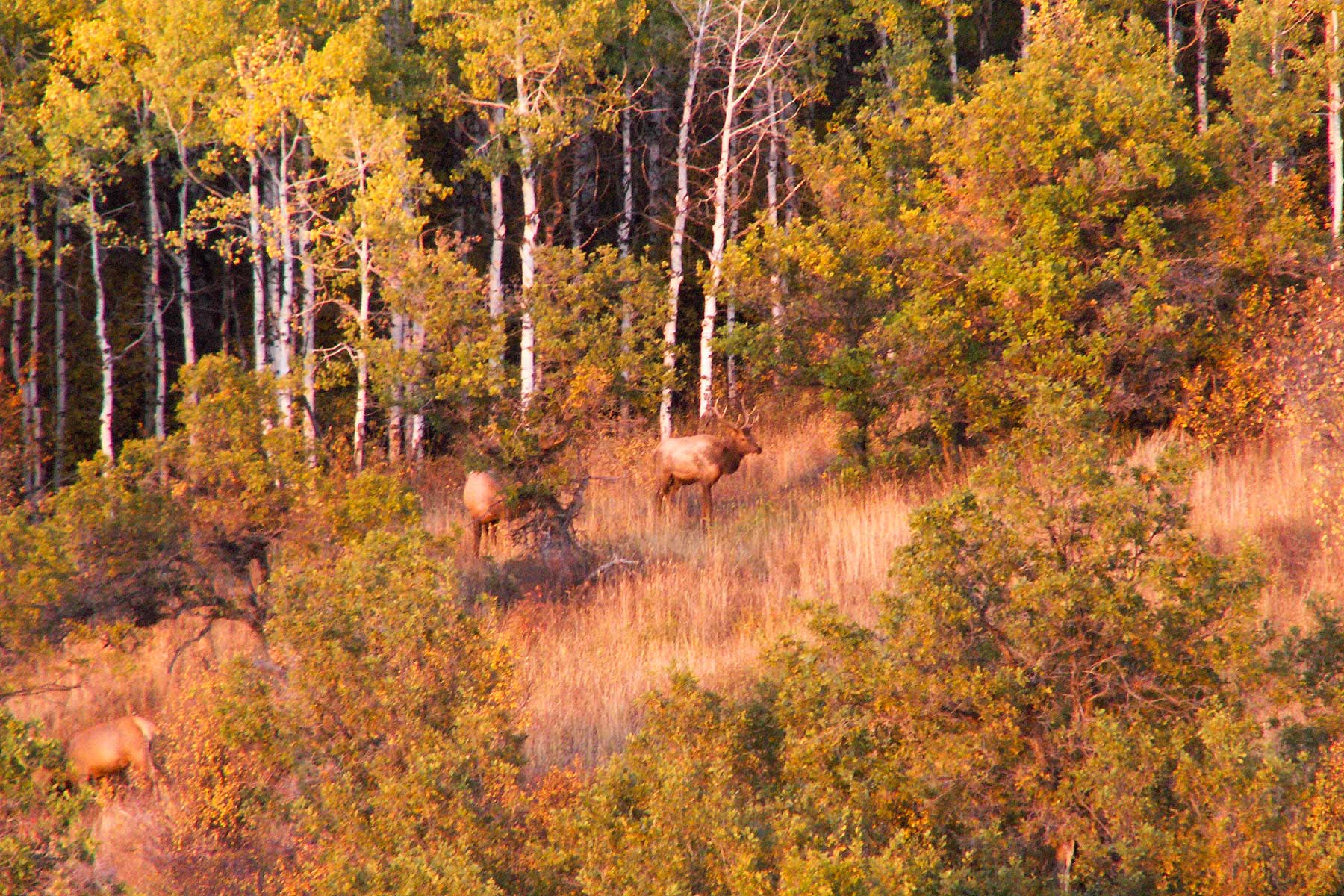 Slate Creek Ranch Sold Colorado Hall and Hall