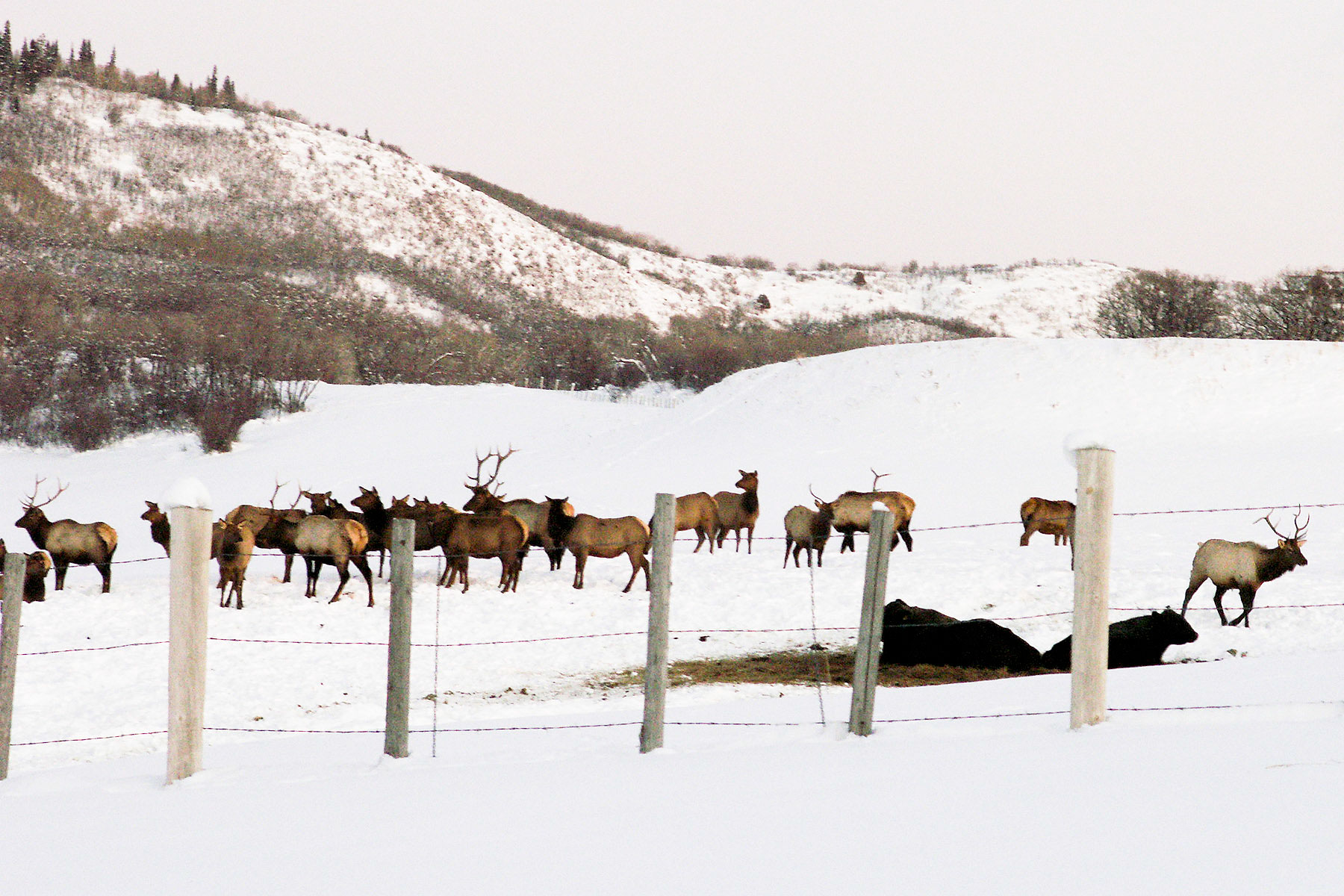 Slate Creek Ranch Sold Colorado Hall and Hall