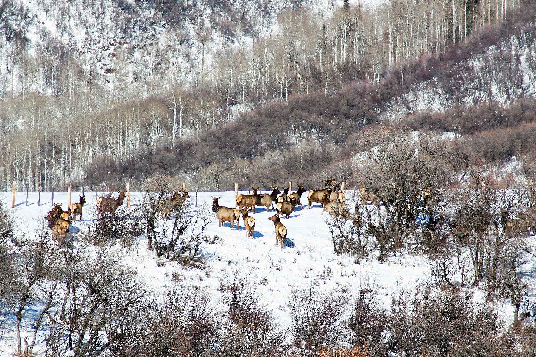 Slate Creek Ranch Sold Colorado Hall and Hall