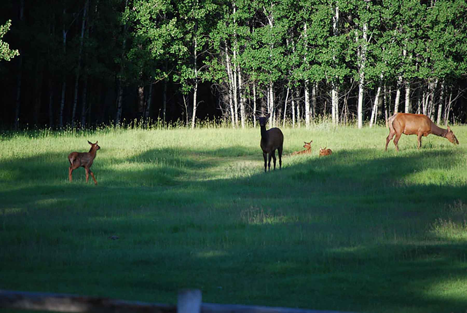 Chapman's Cloverly Ranch property picture 2 of 10