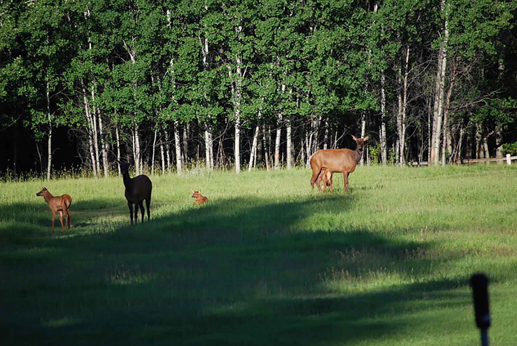 Chapman's Cloverly Ranch property picture 3 of 10