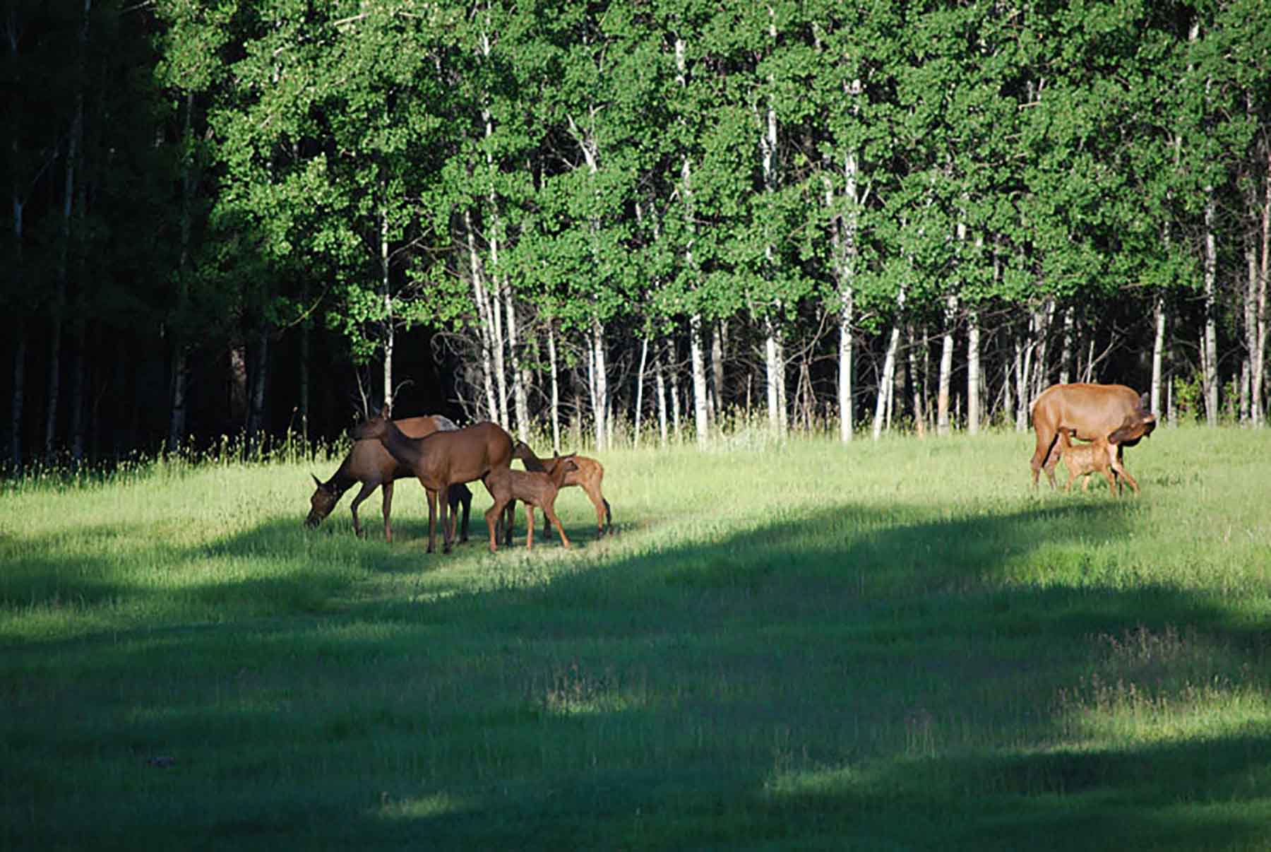 Chapman's Cloverly Ranch property picture 4 of 10