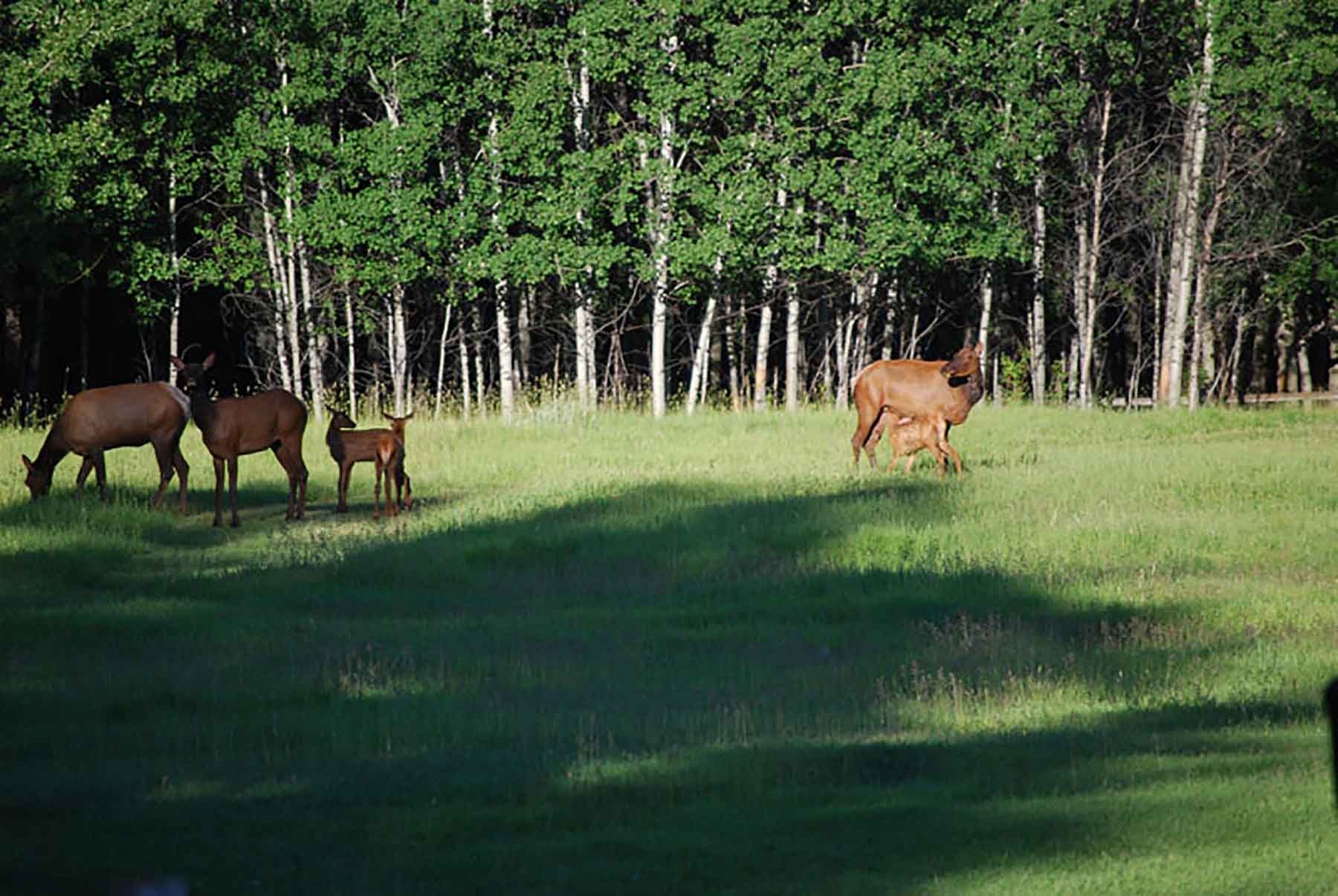Chapman's Cloverly Ranch property picture 5 of 10