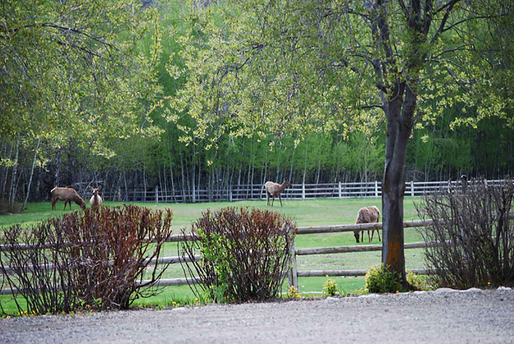 Chapman's Cloverly Ranch property picture 6 of 10