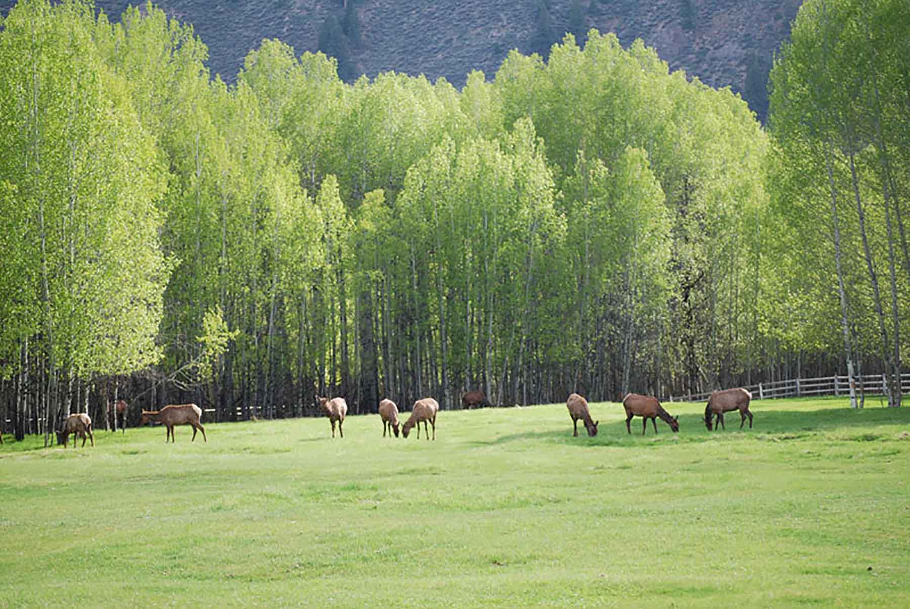 Chapman's Cloverly Ranch property picture 7 of 10