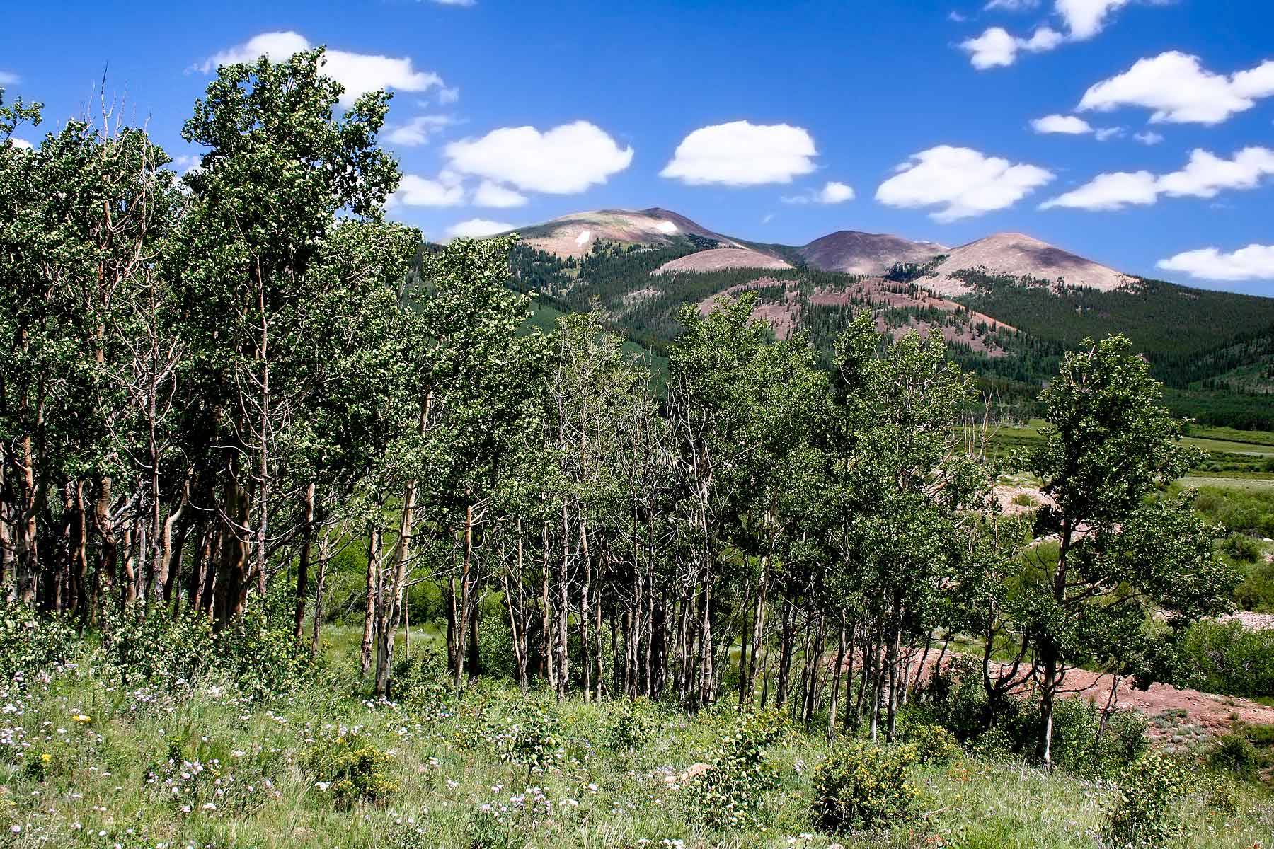 Tarryall Meadows Ranch property picture 56 of 57