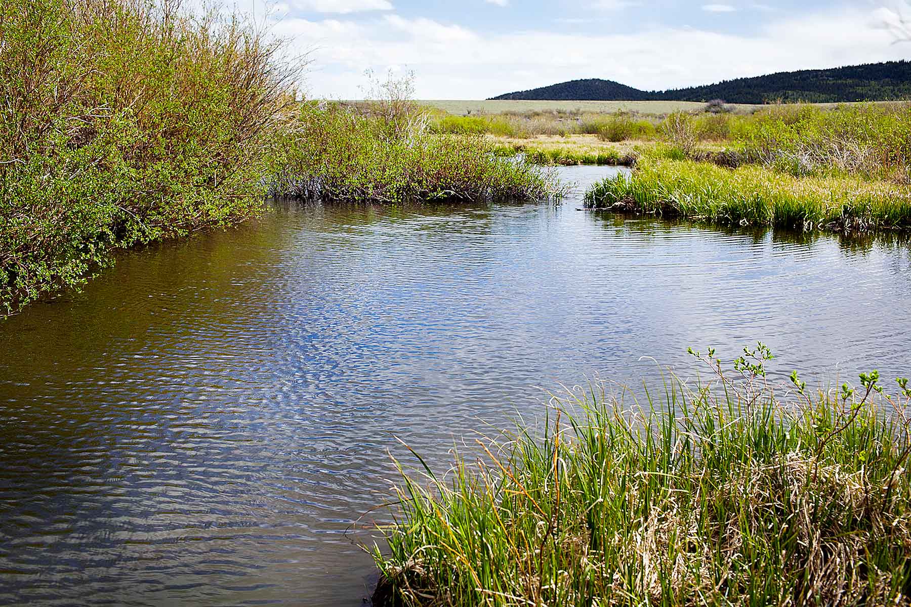 Tarryall Meadows Ranch property picture 49 of 57