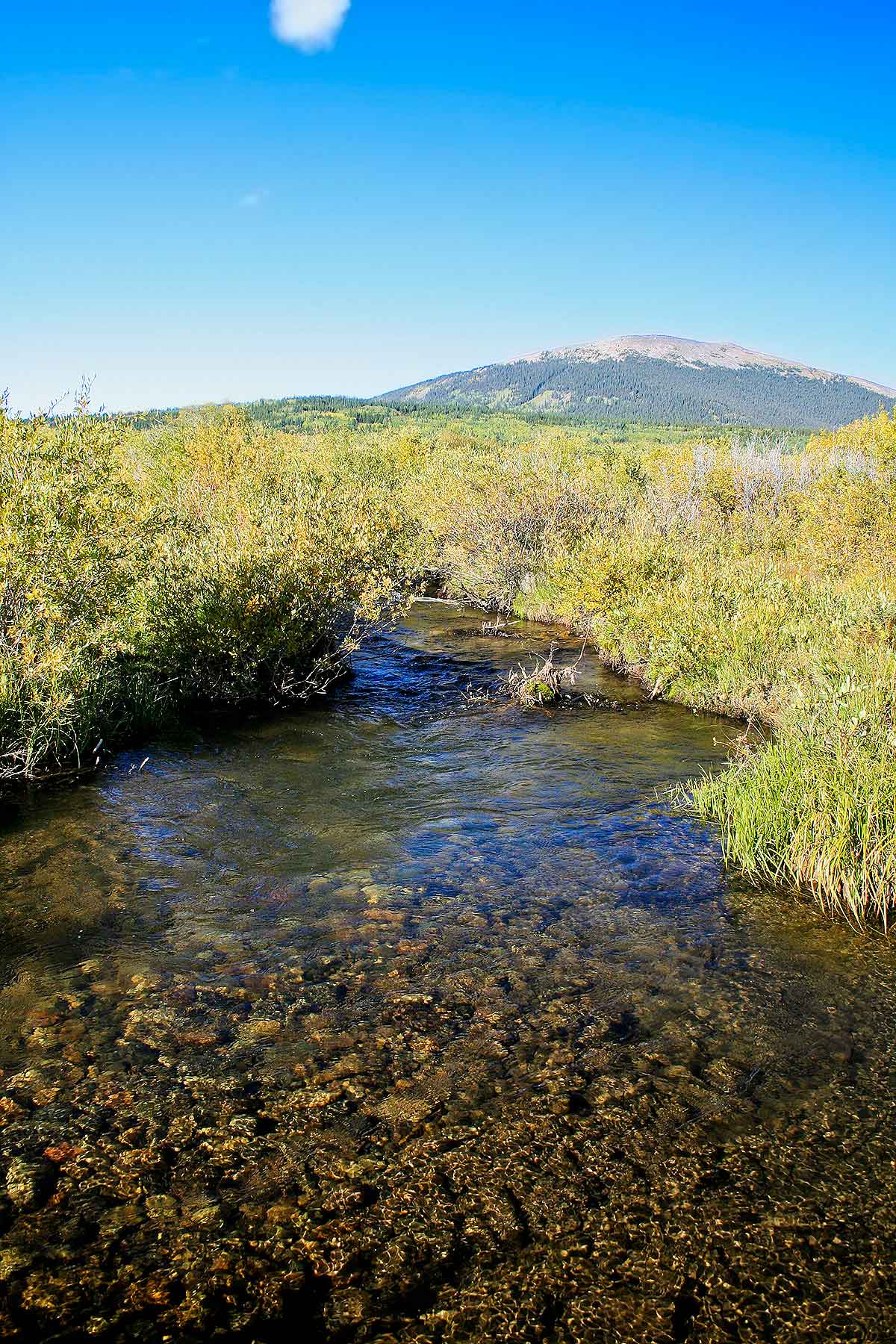 Tarryall Meadows Ranch Sold Colorado Hall and Hall