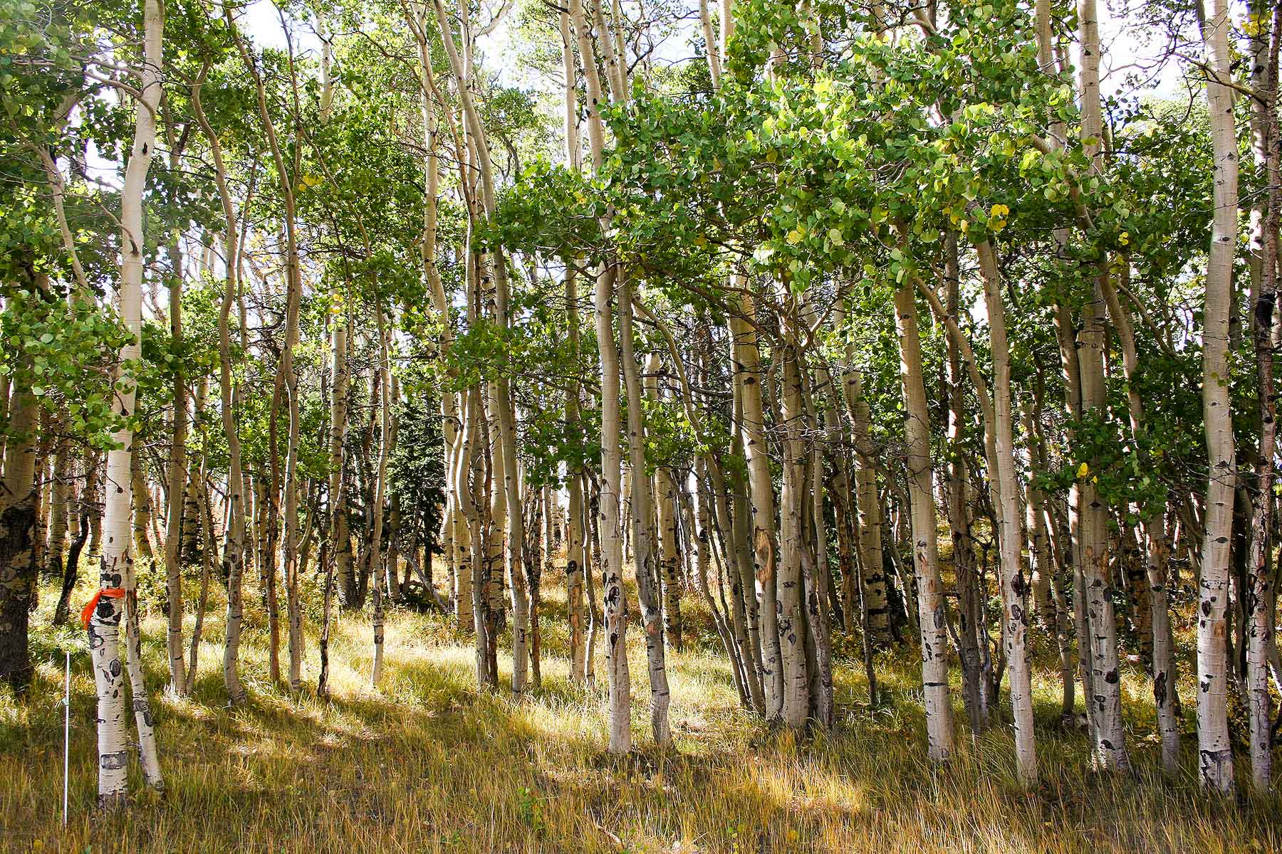 Tarryall Meadows Ranch Sold Colorado Hall and Hall