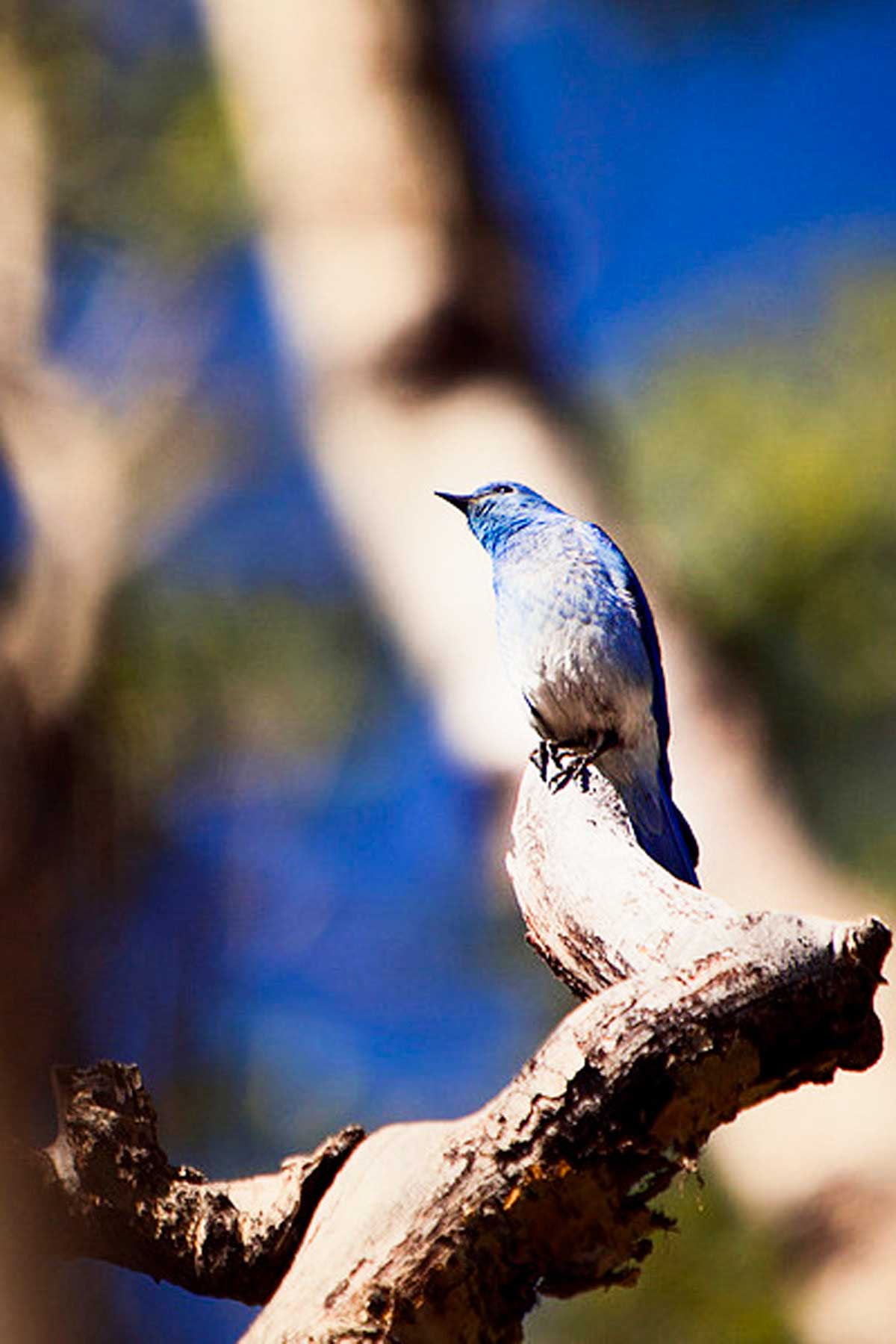Tarryall Meadows Ranch property picture 25 of 57