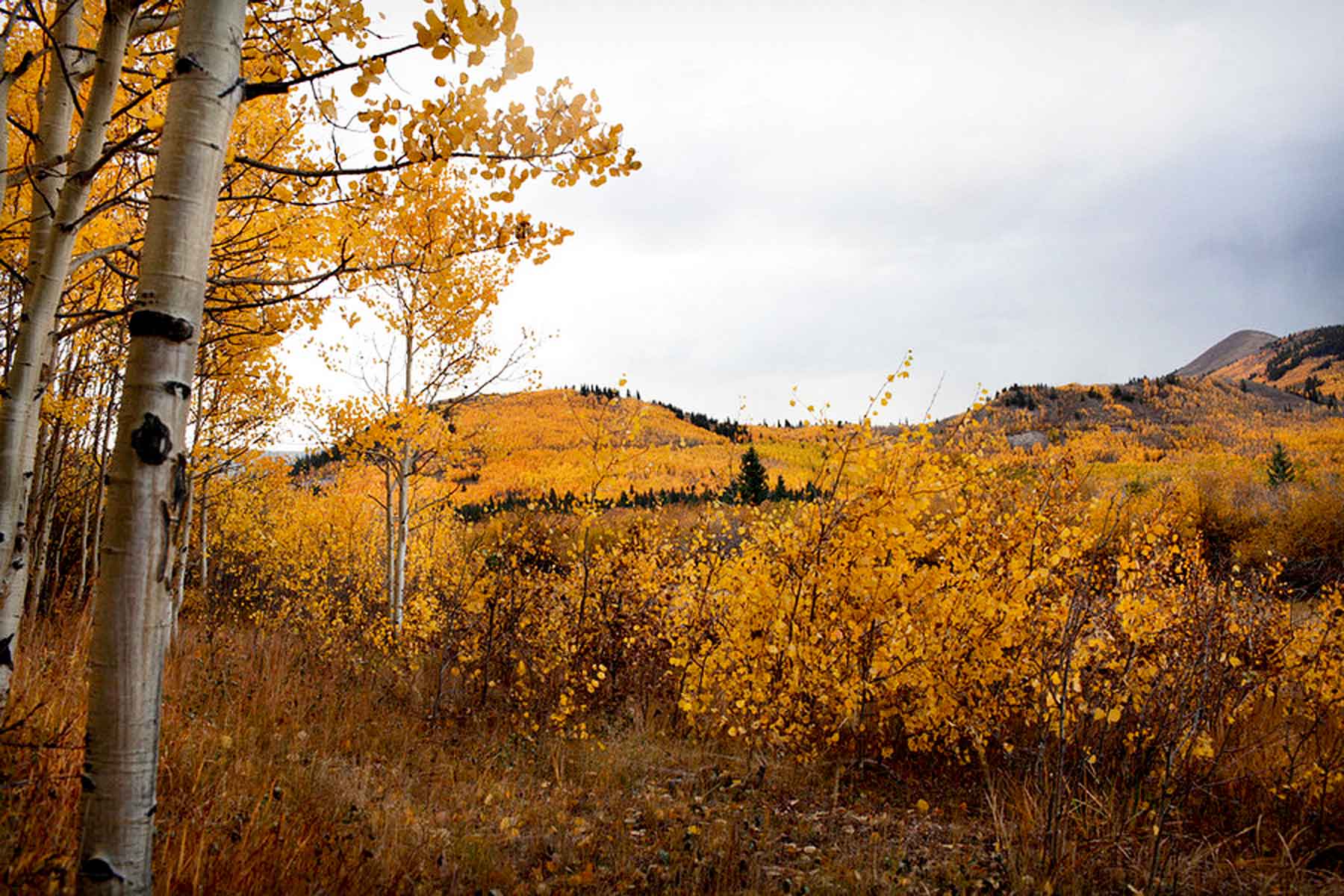 Tarryall Meadows Ranch Sold Colorado Hall and Hall