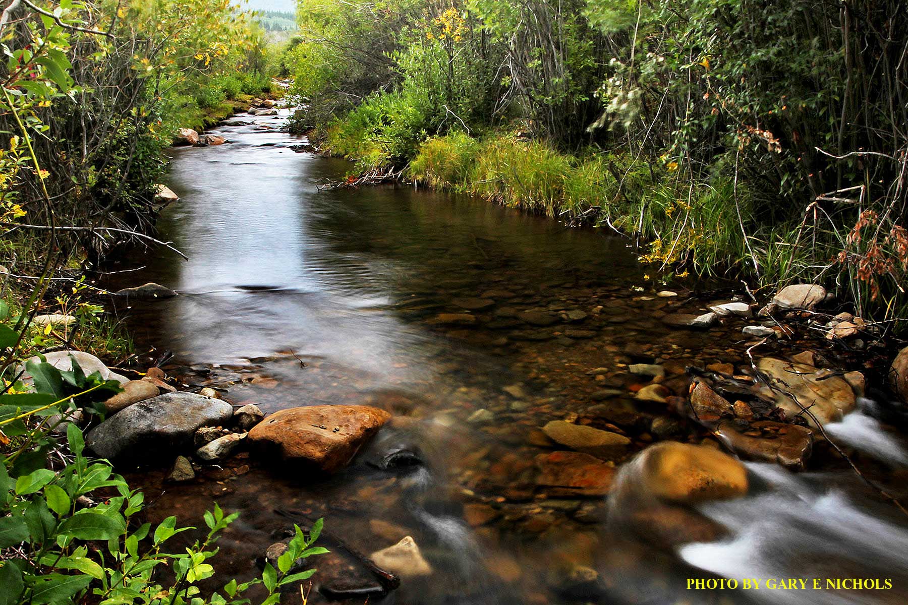 Tarryall Meadows Ranch property picture 10 of 57